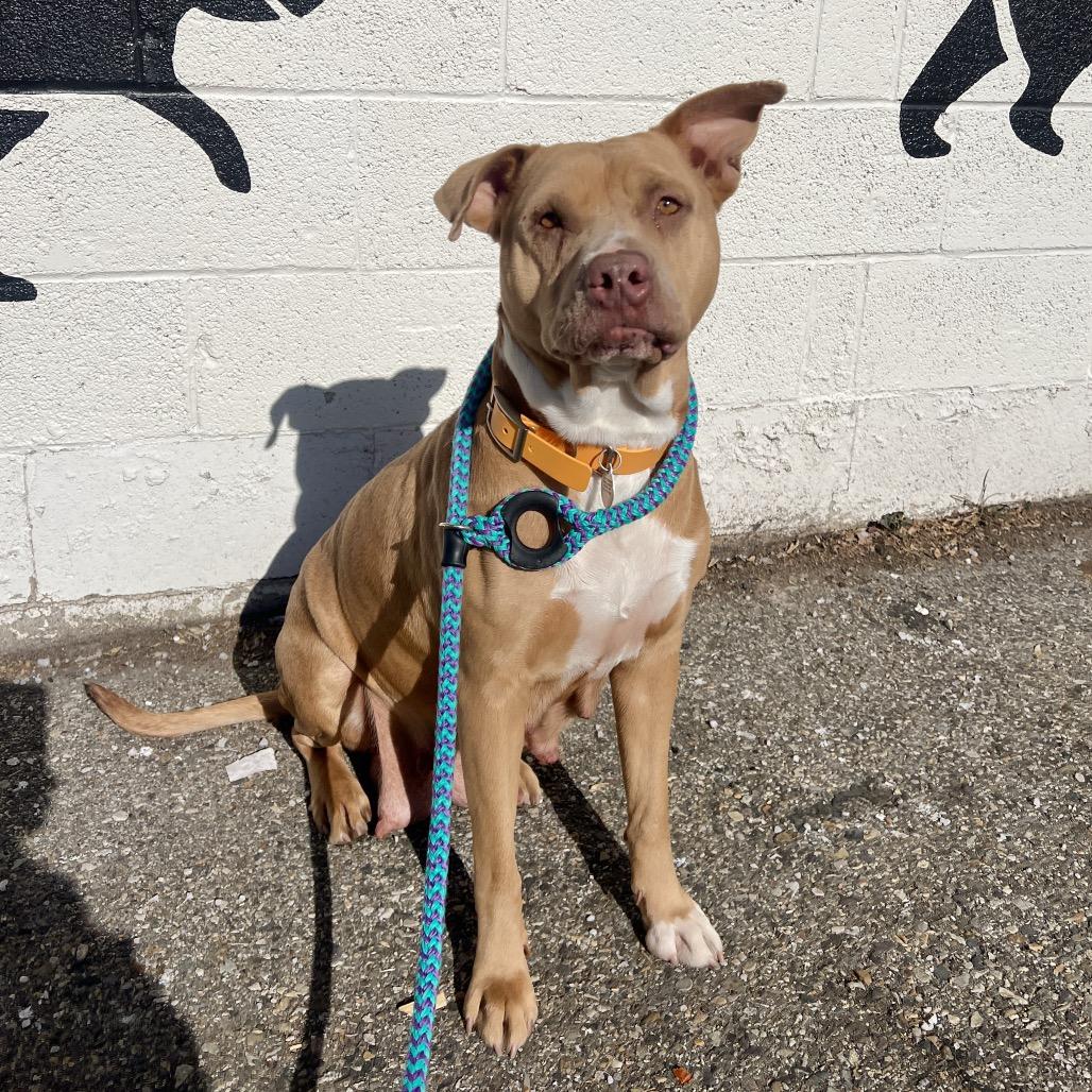Enlarge Macy, a Adoptable mixed breed in Salt Lake City, UT image 4/6
