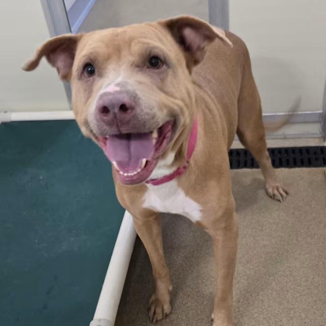 Enlarge Macy, a Adoptable mixed breed in Salt Lake City, UT image 5/6