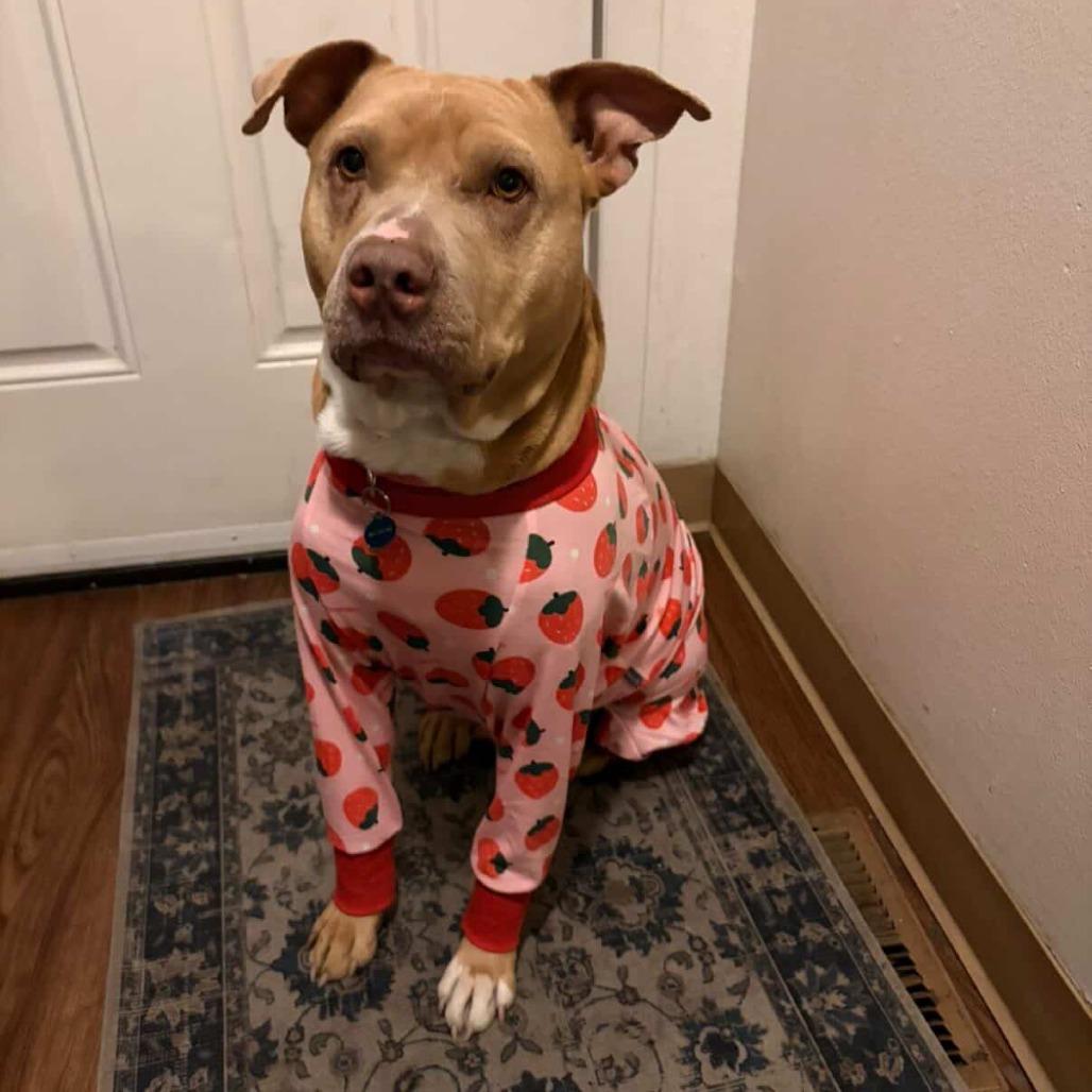 Enlarge Macy, a Adoptable mixed breed in Salt Lake City, UT image 6/6