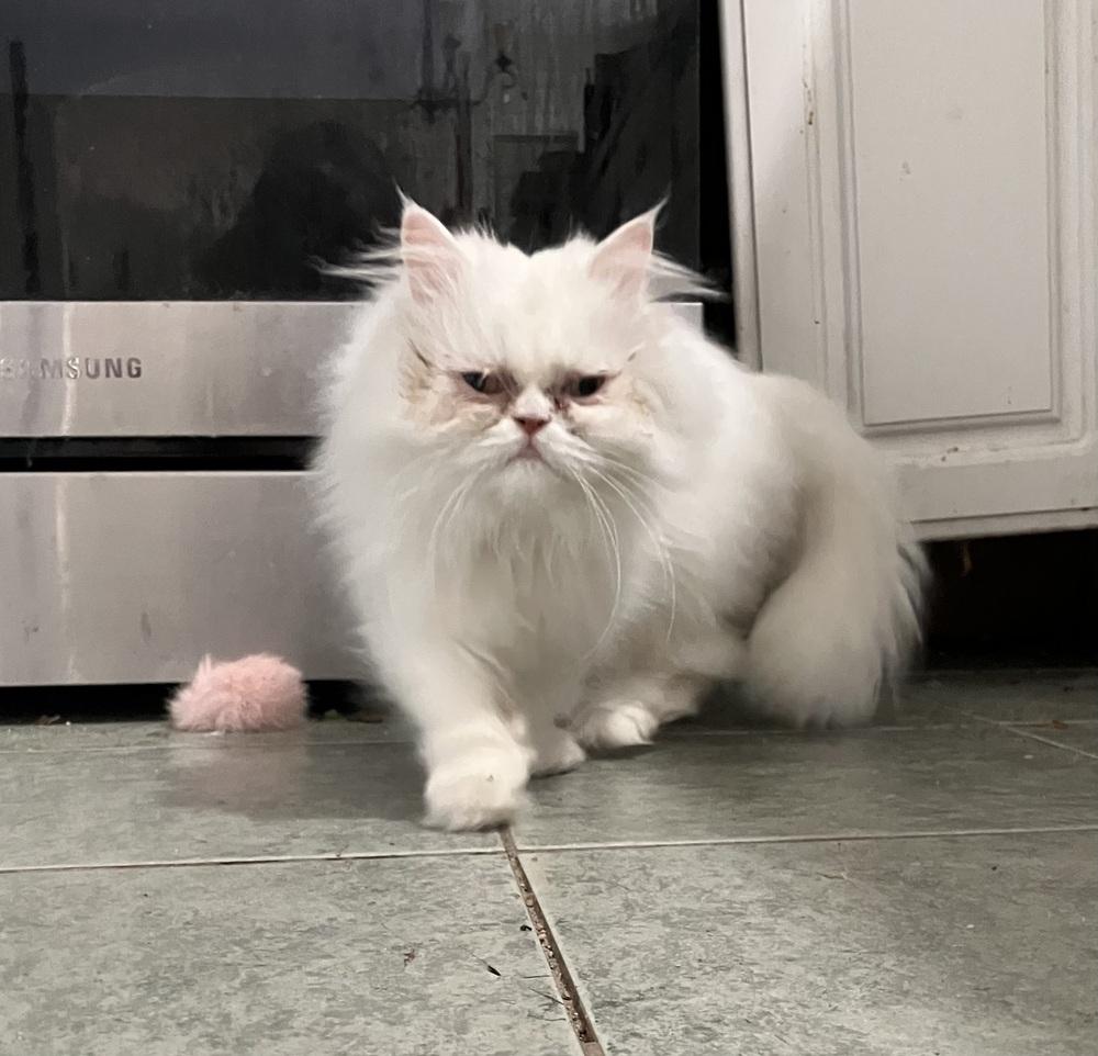 Sandy, Adoptable, Young Female Persian.