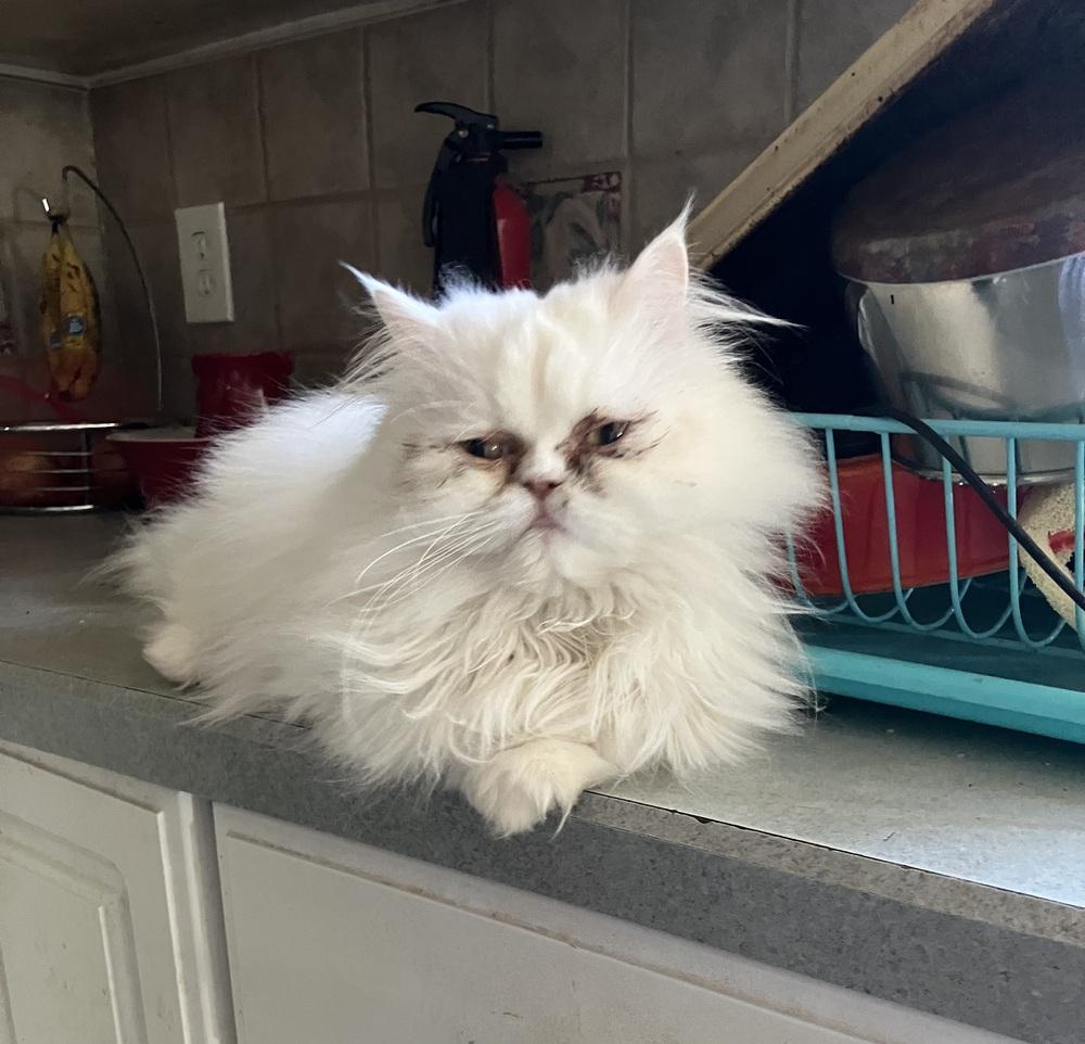 Enlarge Sandy, a Adoptable Persian in WOLCOTT, CT image 2/6