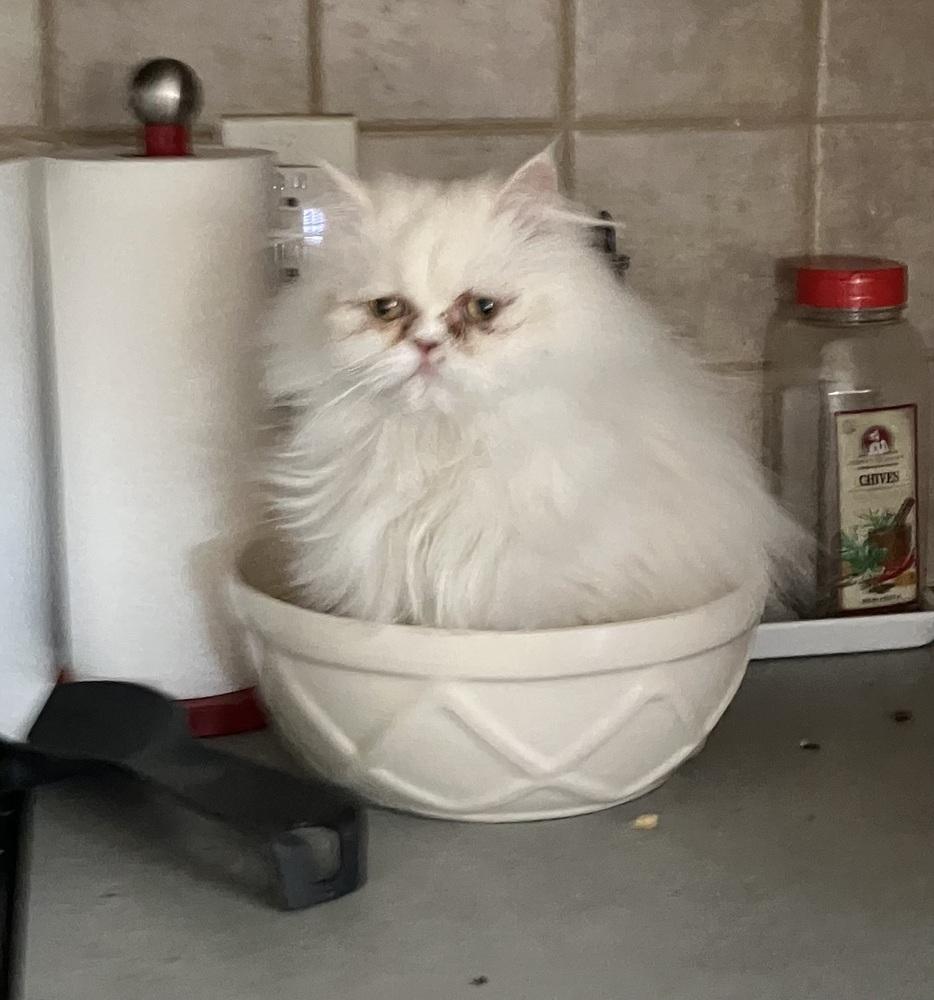 Enlarge Sandy, a Adoptable Persian in WOLCOTT, CT image 3/6