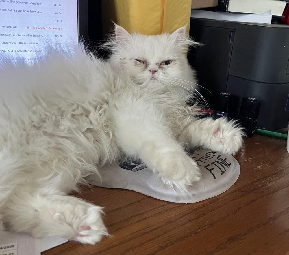 Enlarge Sandy, a Adoptable Persian in WOLCOTT, CT image 4/6