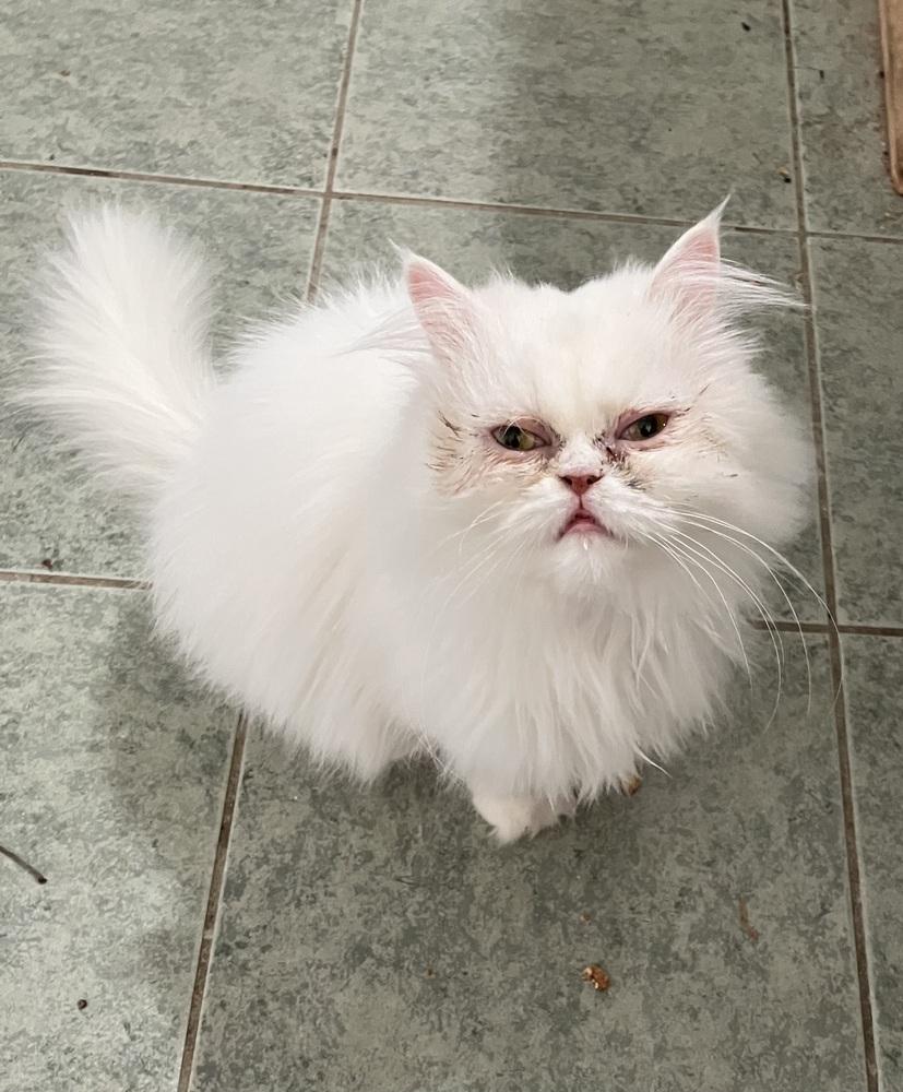 Enlarge Sandy, a Adoptable Persian in WOLCOTT, CT image 6/6