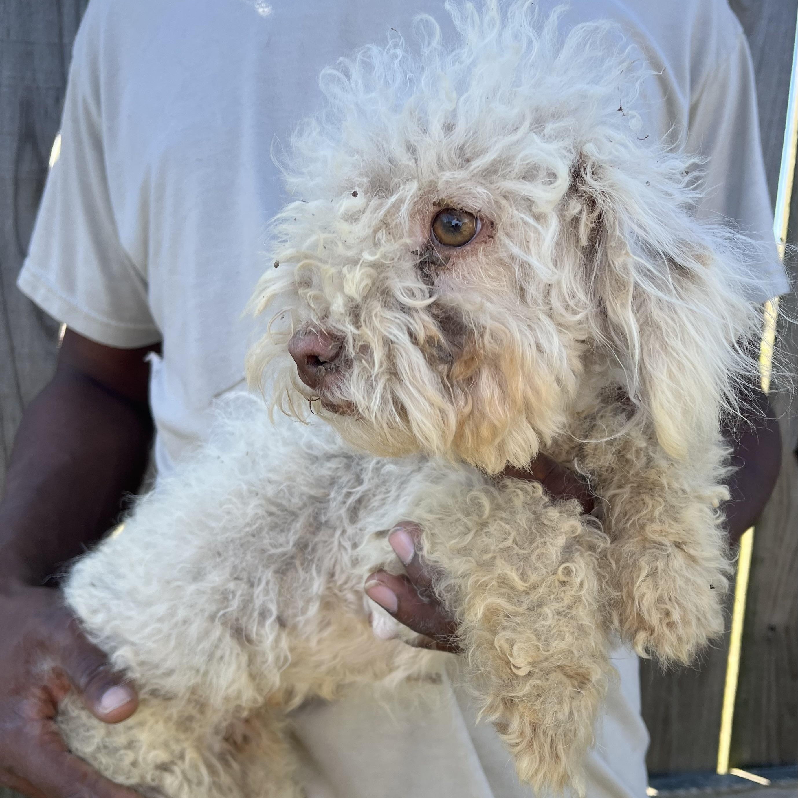 Enlarge Roscoe - Local February 13-15, an adoptable Poodle in Happy Valley , OR image 1/2