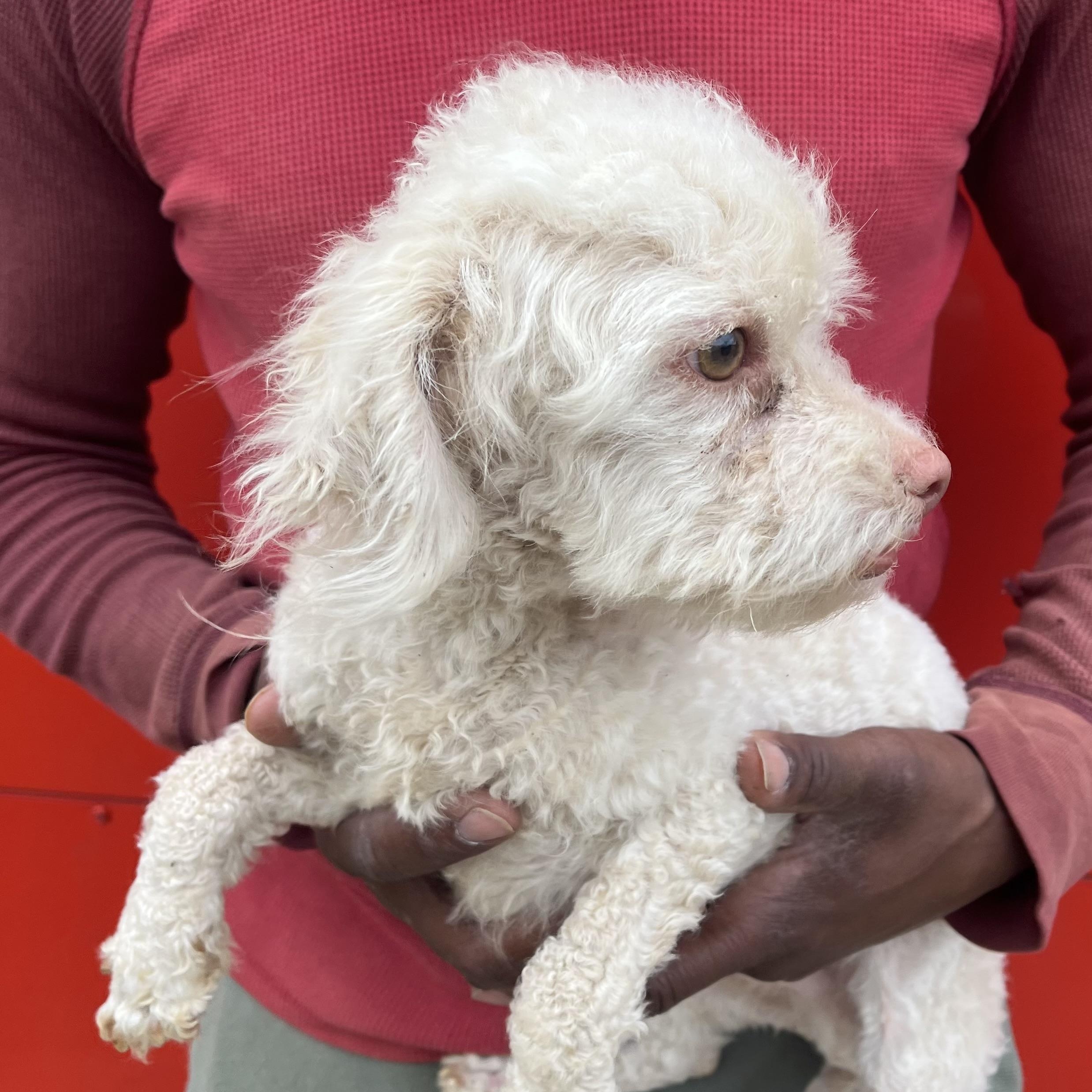 Enlarge Roscoe - Local April 10-12, an adoptable Poodle in North Smithfield, RI image 2/4