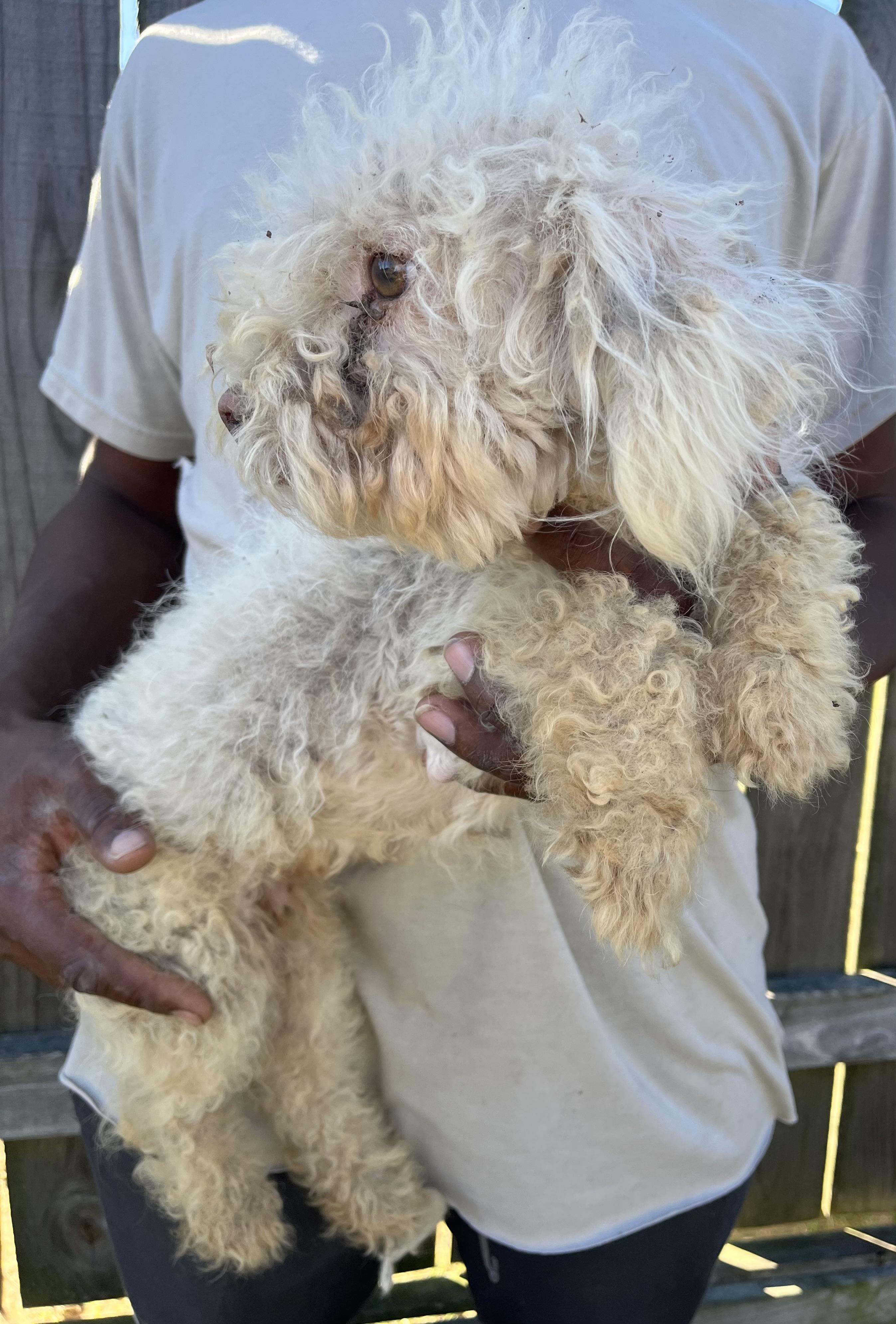 Enlarge Roscoe - Local February 13-15, an adoptable Poodle in Happy Valley , OR image 2/2