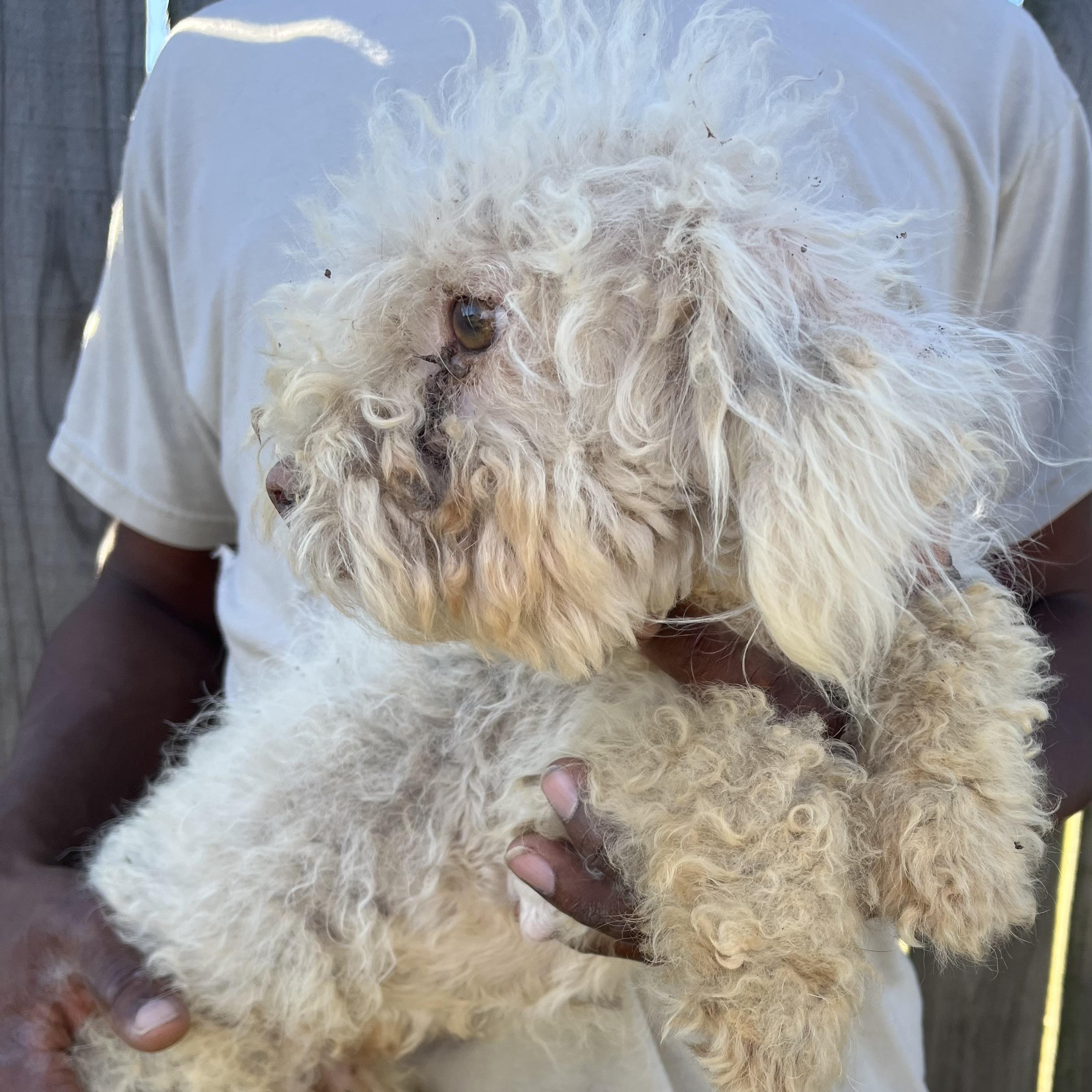 Enlarge Roscoe - Local April 10-12, an adoptable Poodle in North Smithfield, RI image 4/4