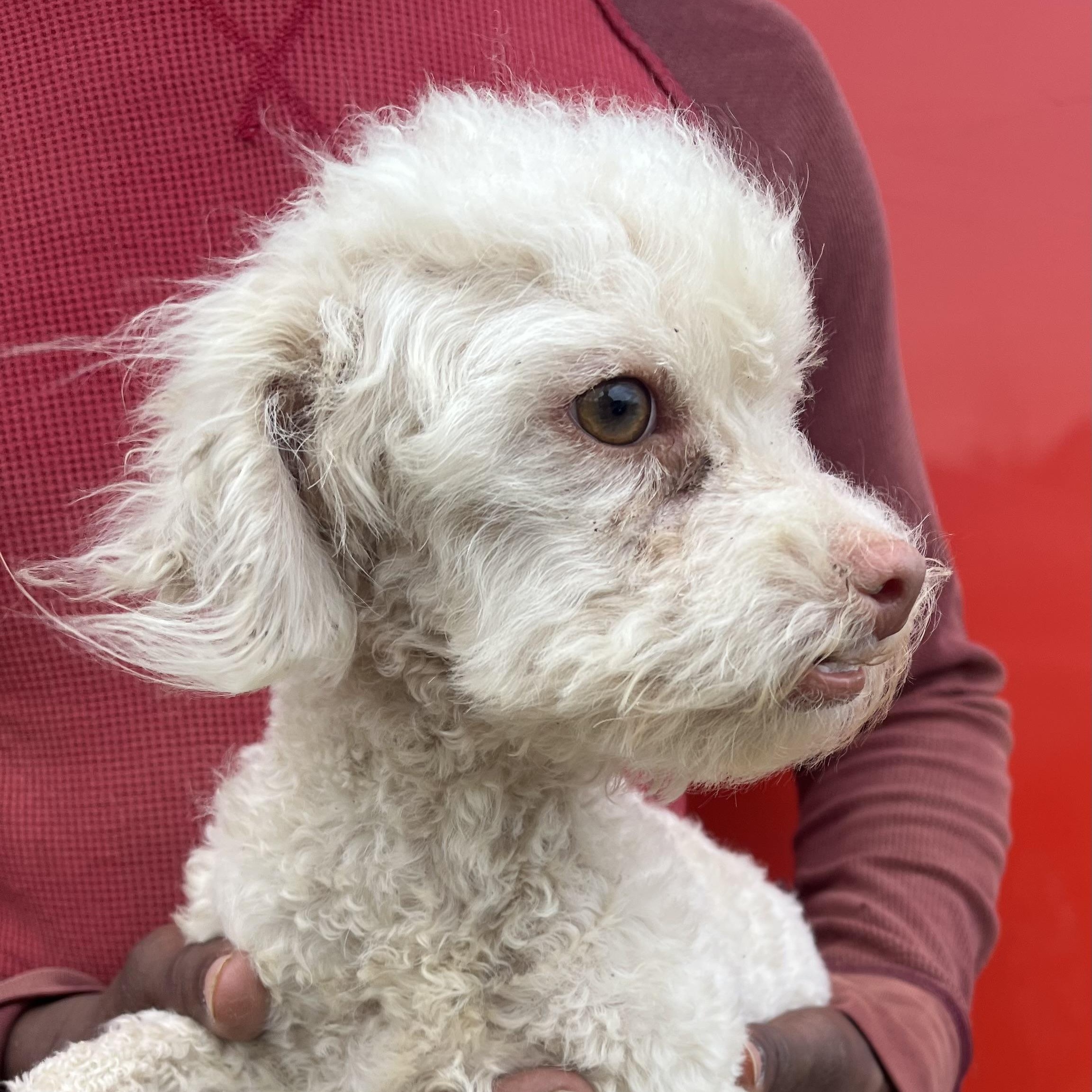 Enlarge Roscoe - Local April 10-12, an adoptable Poodle in North Smithfield, RI image 1/4