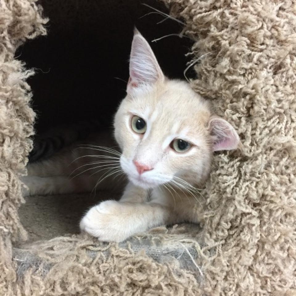 Otis, Adoptable, Senior Male Domestic Short Hair.