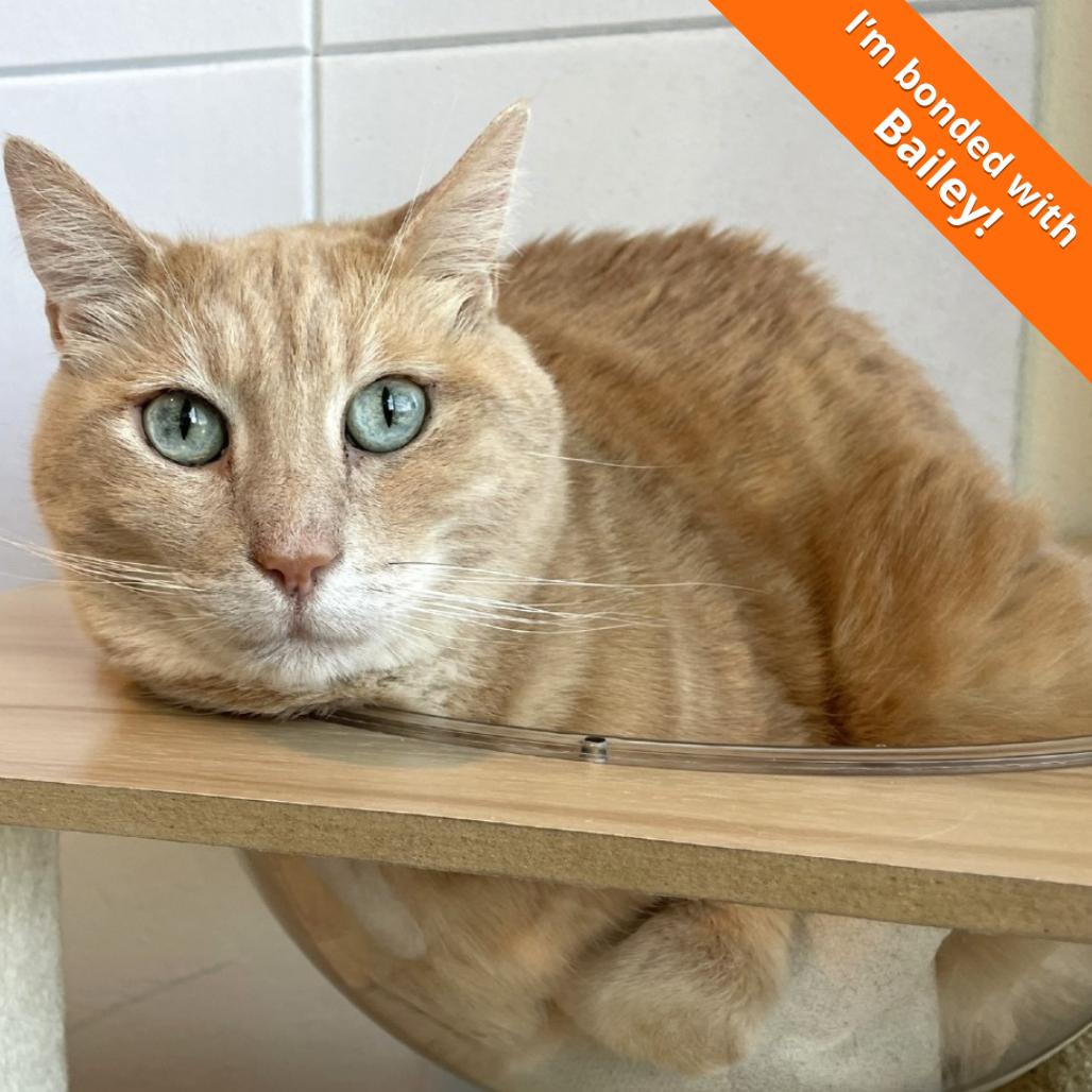 Enlarge Otis, a Adoptable Domestic Short Hair in Pleasant Hill, CA image 2/6