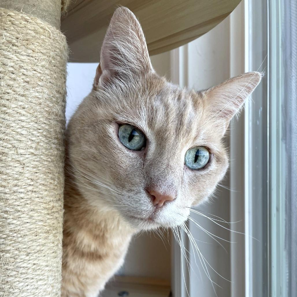 Enlarge Otis, a Adoptable Domestic Short Hair in Pleasant Hill, CA image 3/6