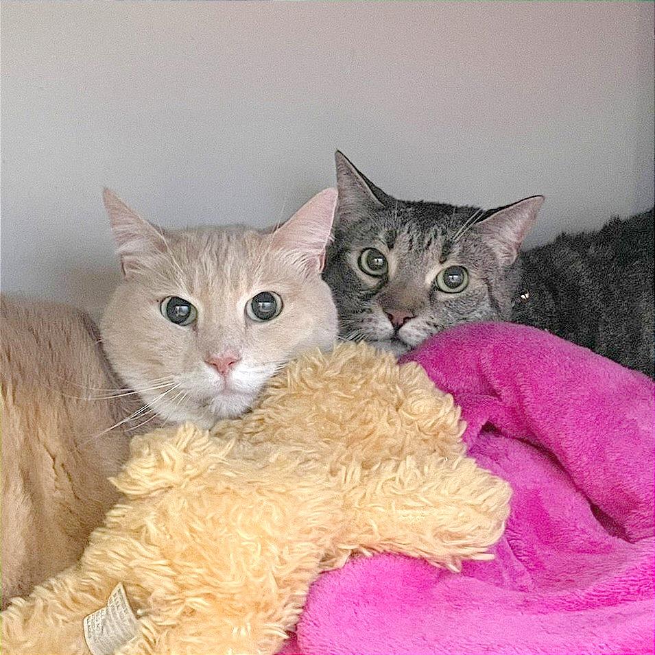 Enlarge Otis, a Adoptable Domestic Short Hair in Pleasant Hill, CA image 4/6