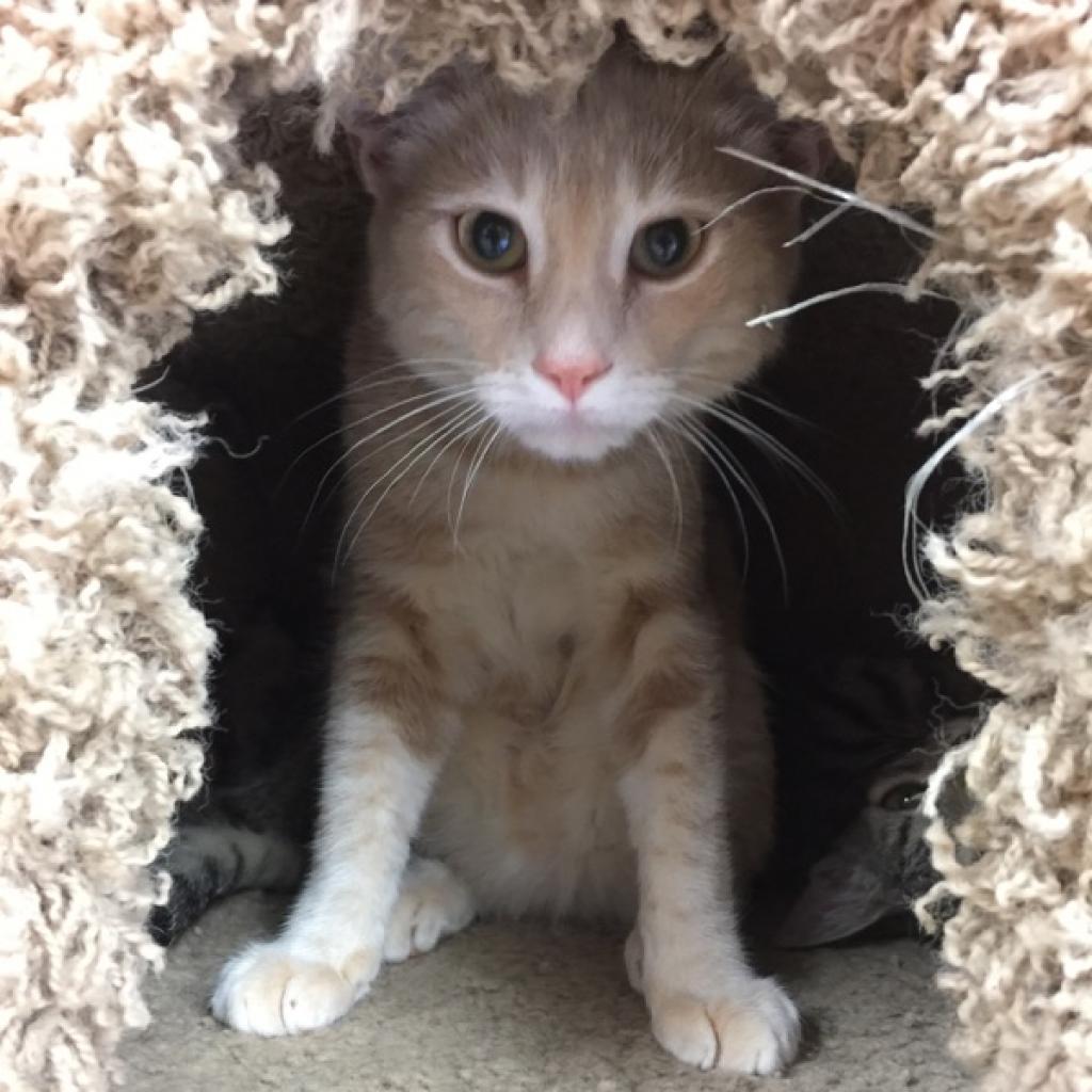 Enlarge Otis, a Adoptable Domestic Short Hair in Pleasant Hill, CA image 5/6