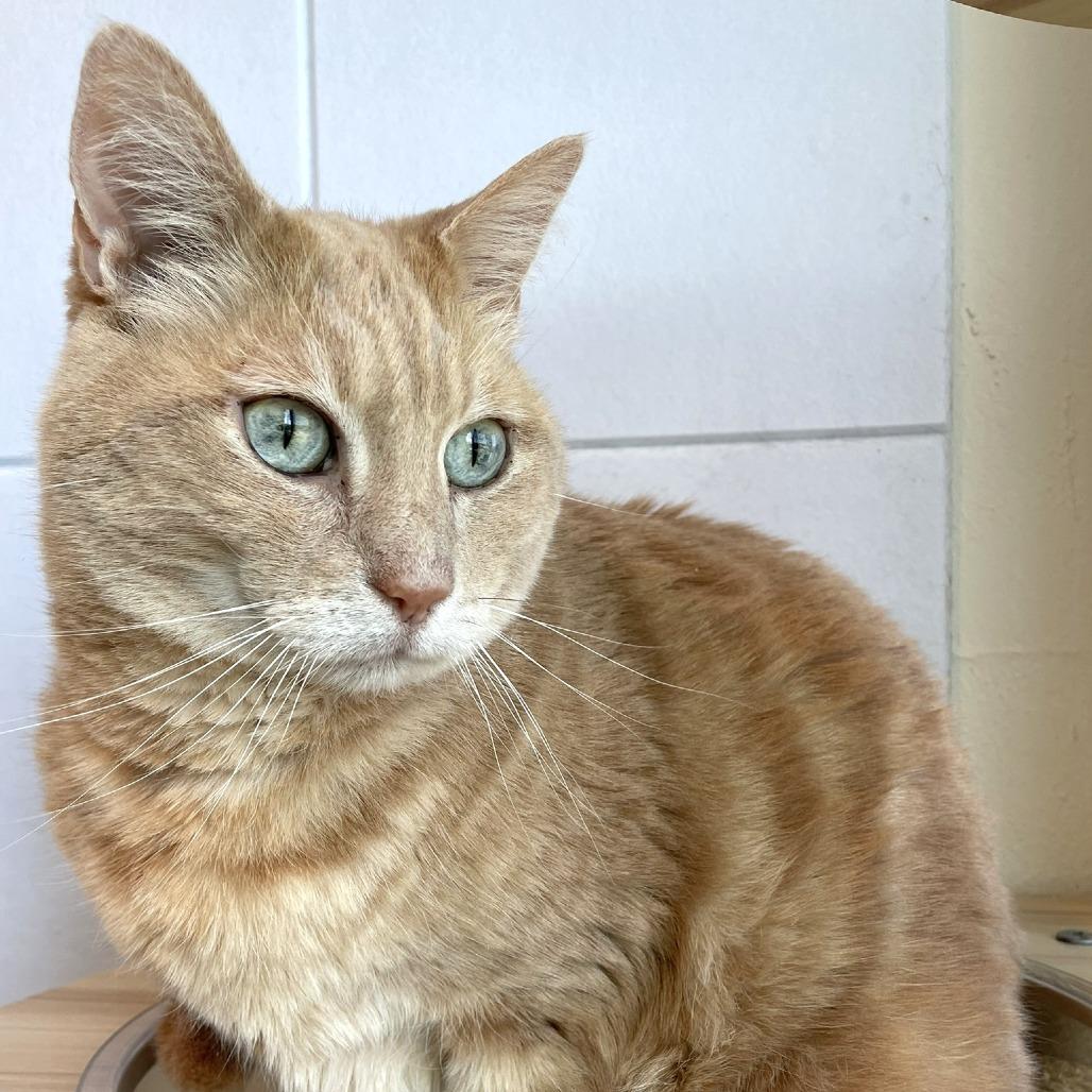 Enlarge Otis, a Adoptable Domestic Short Hair in Pleasant Hill, CA image 6/6