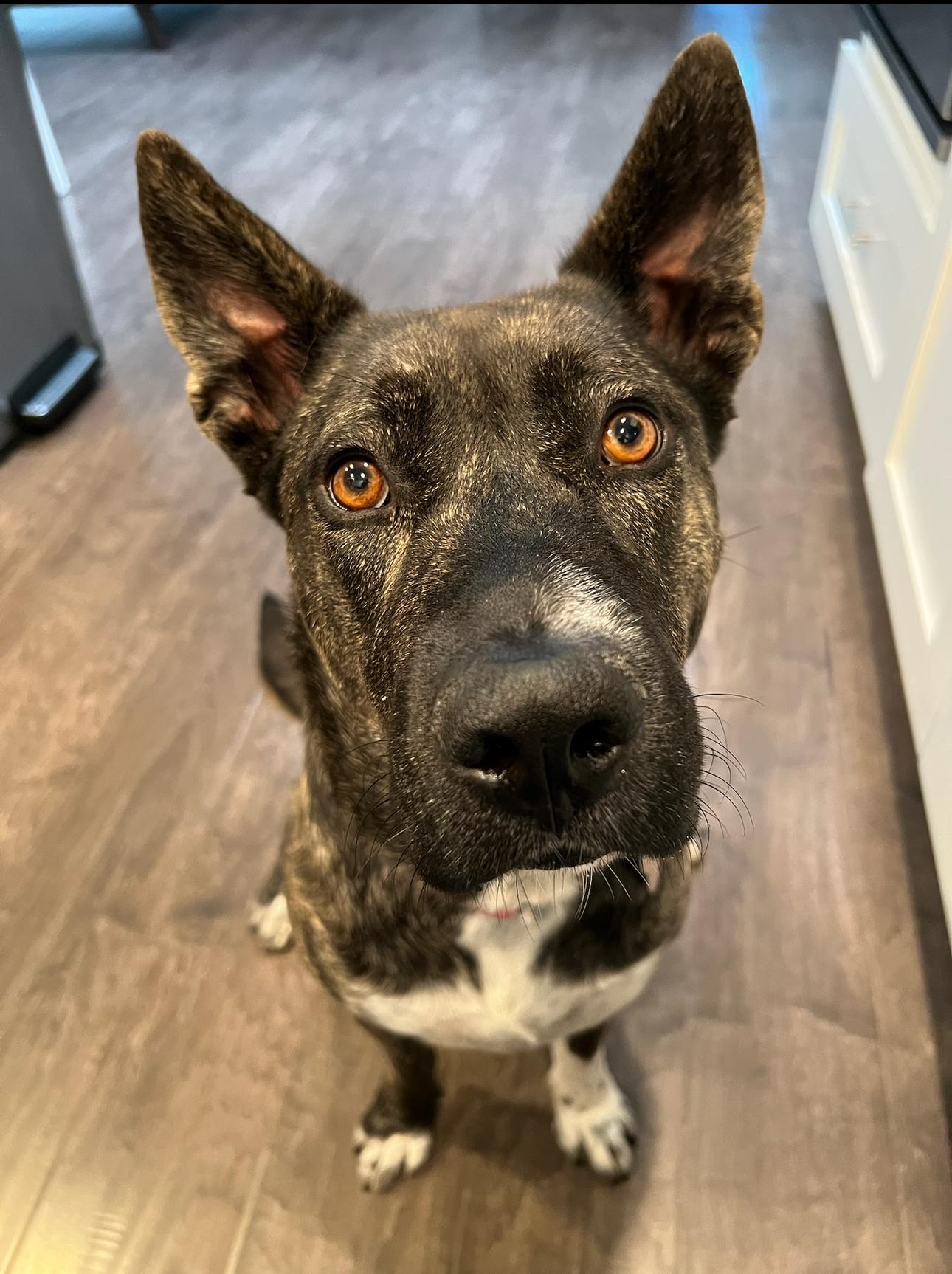 Becca, Adoptable, Young Female Cattle Dog & Shepherd.