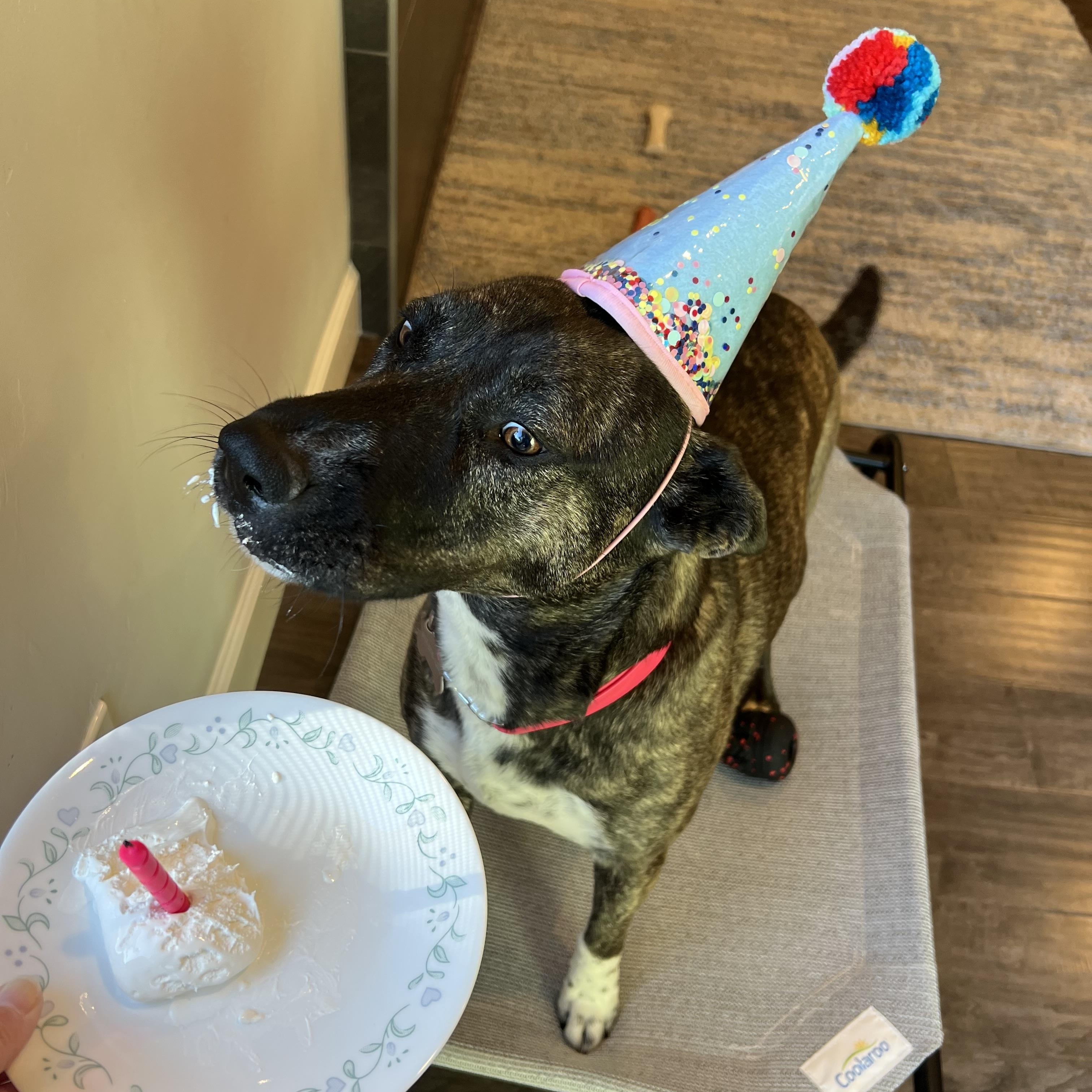 Becca, a Adoptable mixed breed in Claremont, CA image 2/6