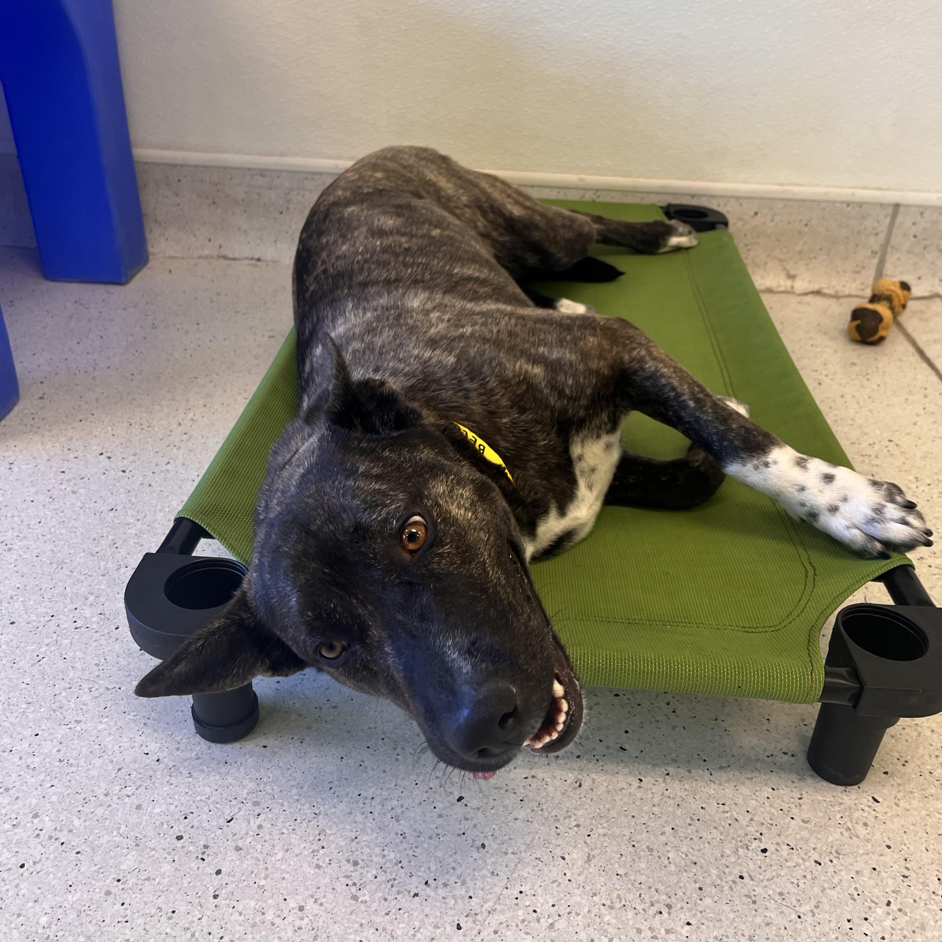 Becca, a Adoptable mixed breed in Claremont, CA image 3/6