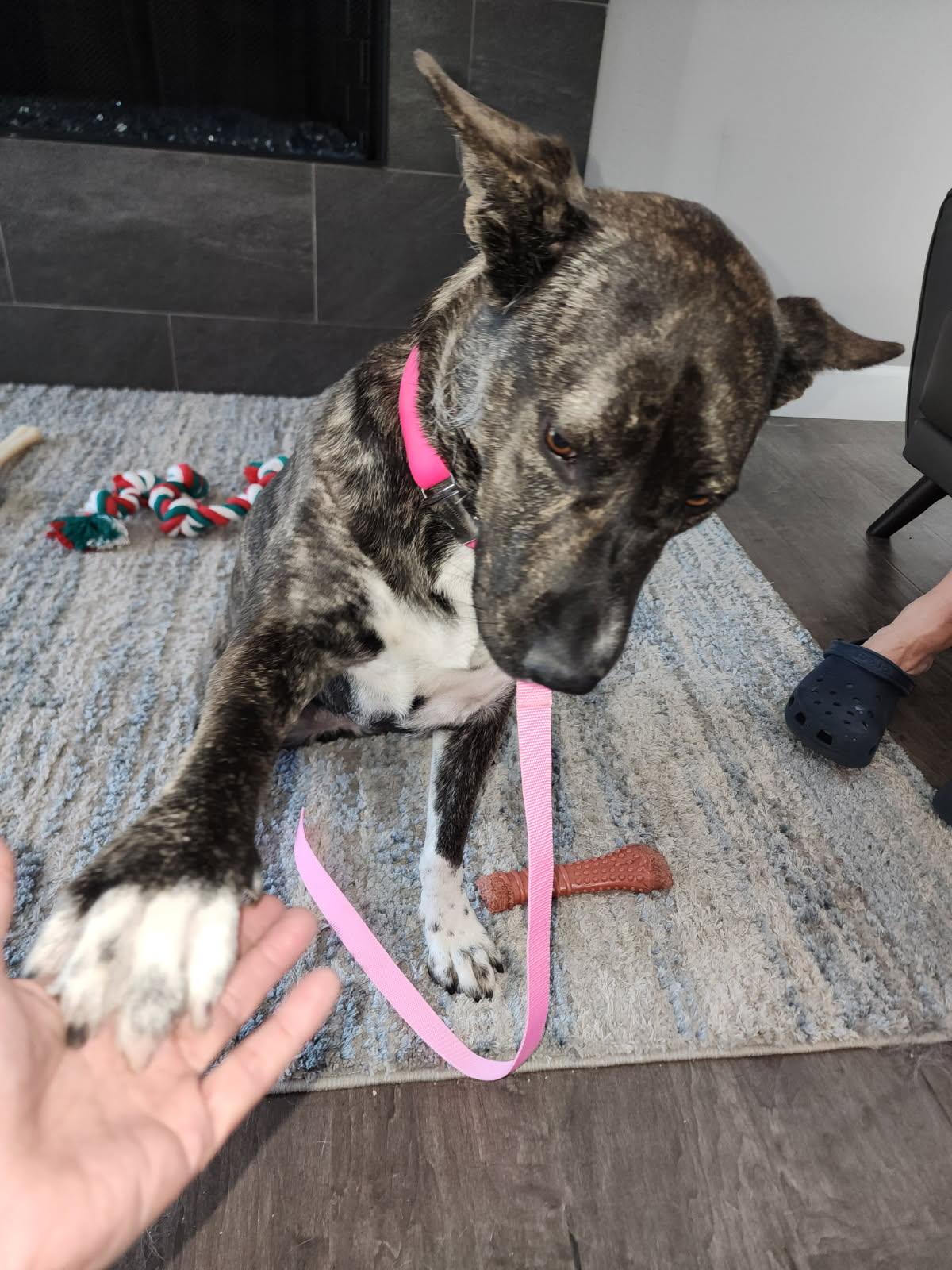 Becca, a Adoptable mixed breed in Claremont, CA image 5/6