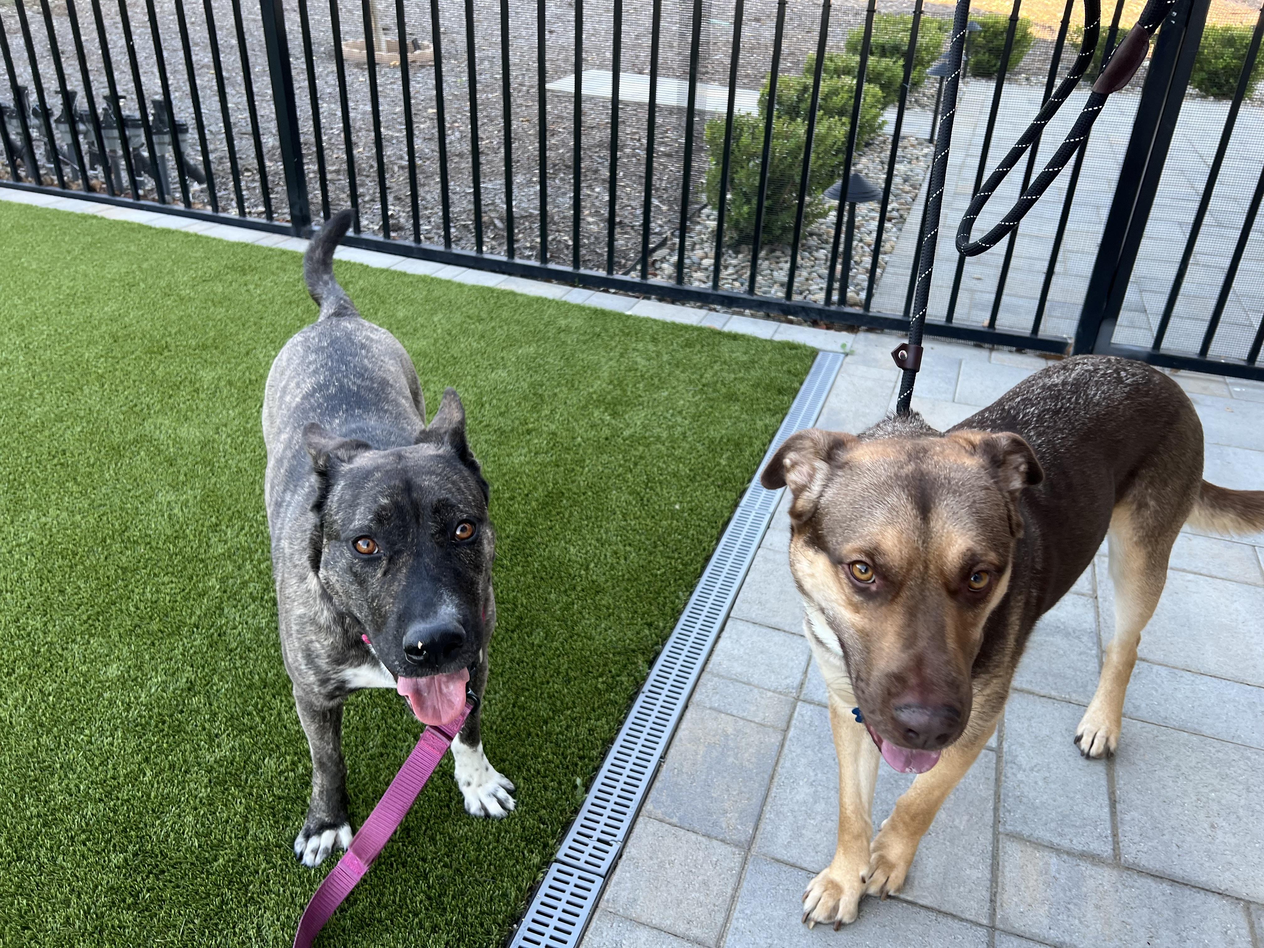 Becca, a Adoptable mixed breed in Claremont, CA image 6/6