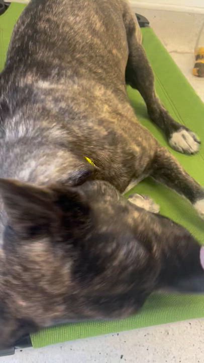 Enlarge Becca, a Adoptable mixed breed in Claremont, CA video 4/6