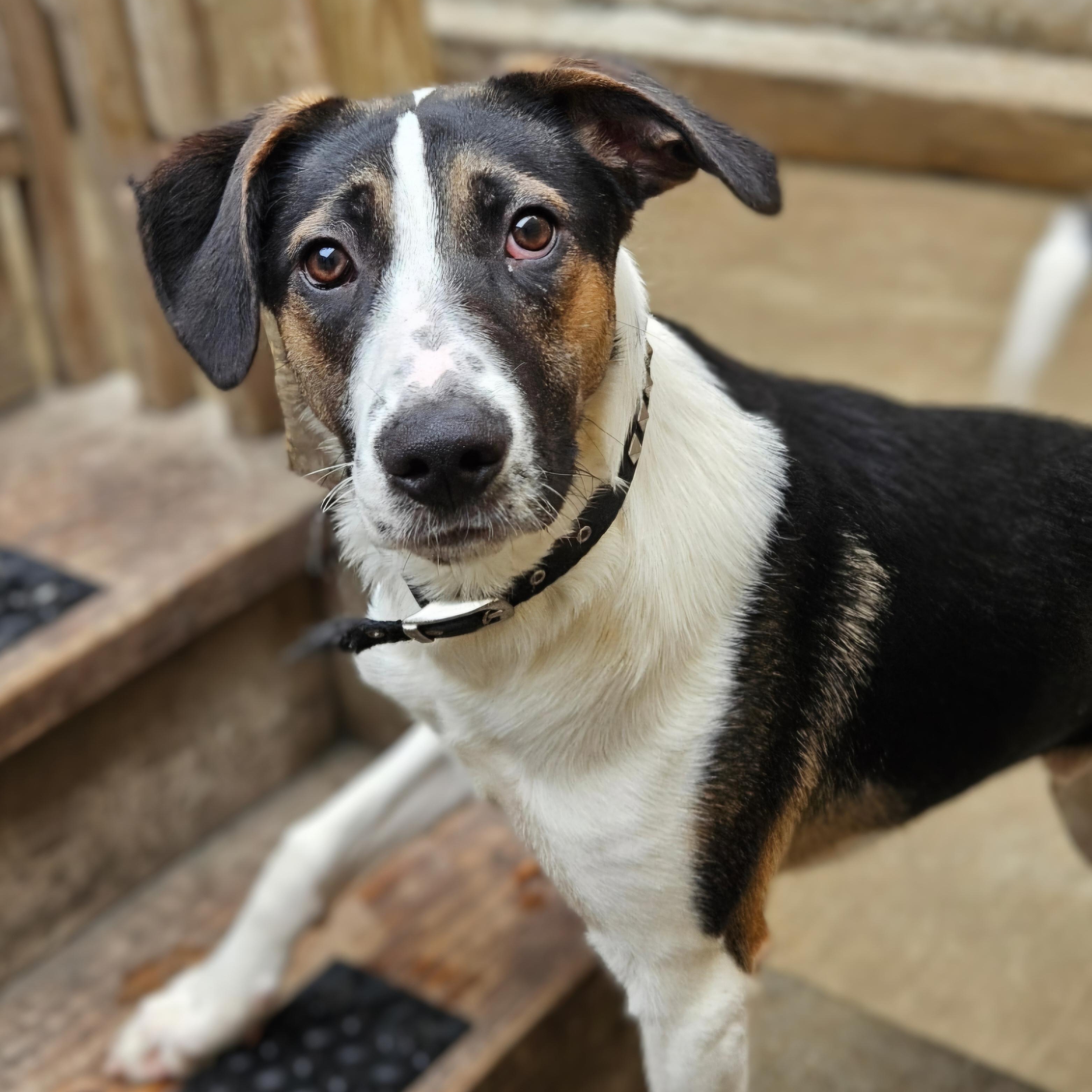 Stanley(REDUCED FEE!), a ADOPTABLE mixed breed in Chicago, IL image 1/6