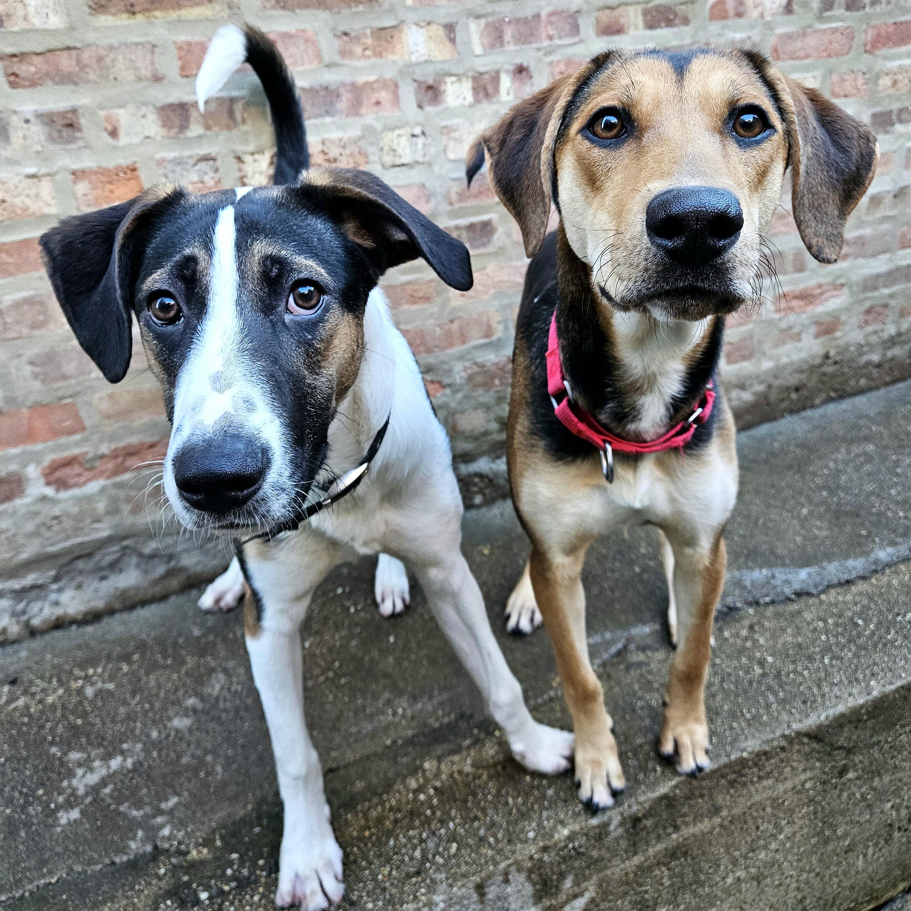 Stanley(REDUCED FEE!), a ADOPTABLE mixed breed in Chicago, IL image 6/6