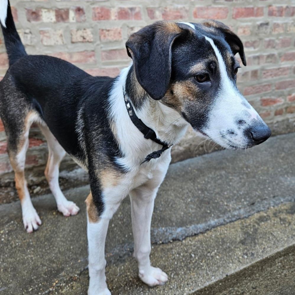 Stanley(REDUCED FEE!), a ADOPTABLE mixed breed in Chicago, IL image 2/6