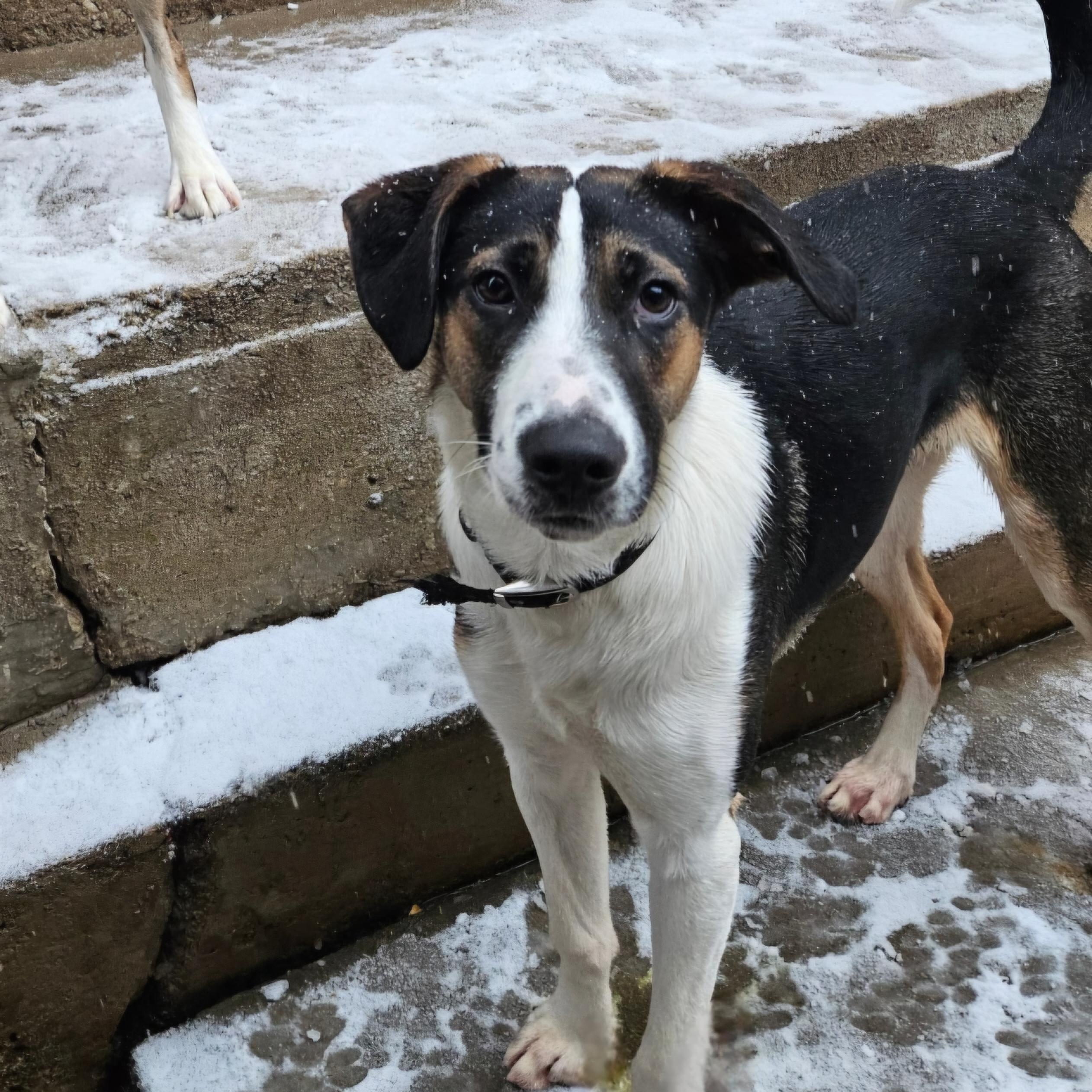 Stanley(REDUCED FEE!), a ADOPTABLE mixed breed in Chicago, IL image 3/6