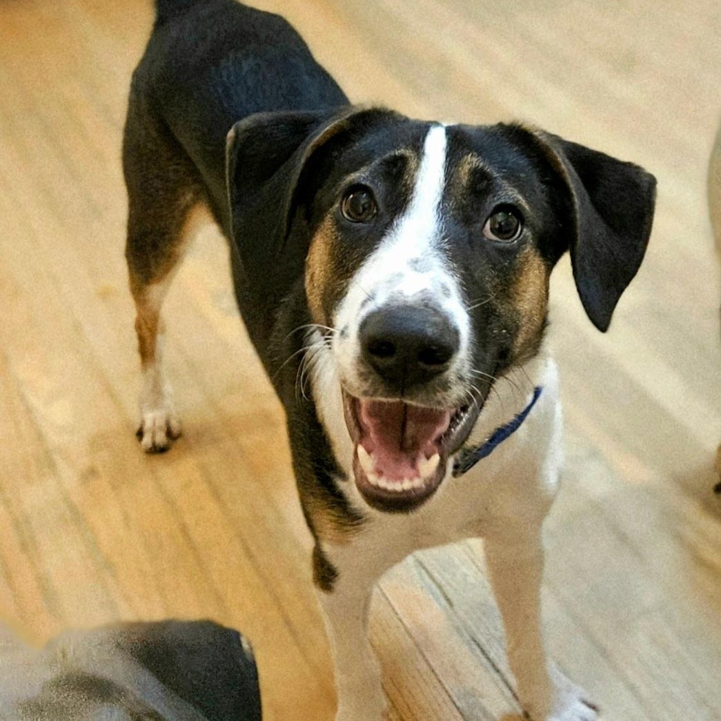 Stanley(REDUCED FEE!), a ADOPTABLE mixed breed in Chicago, IL image 4/6