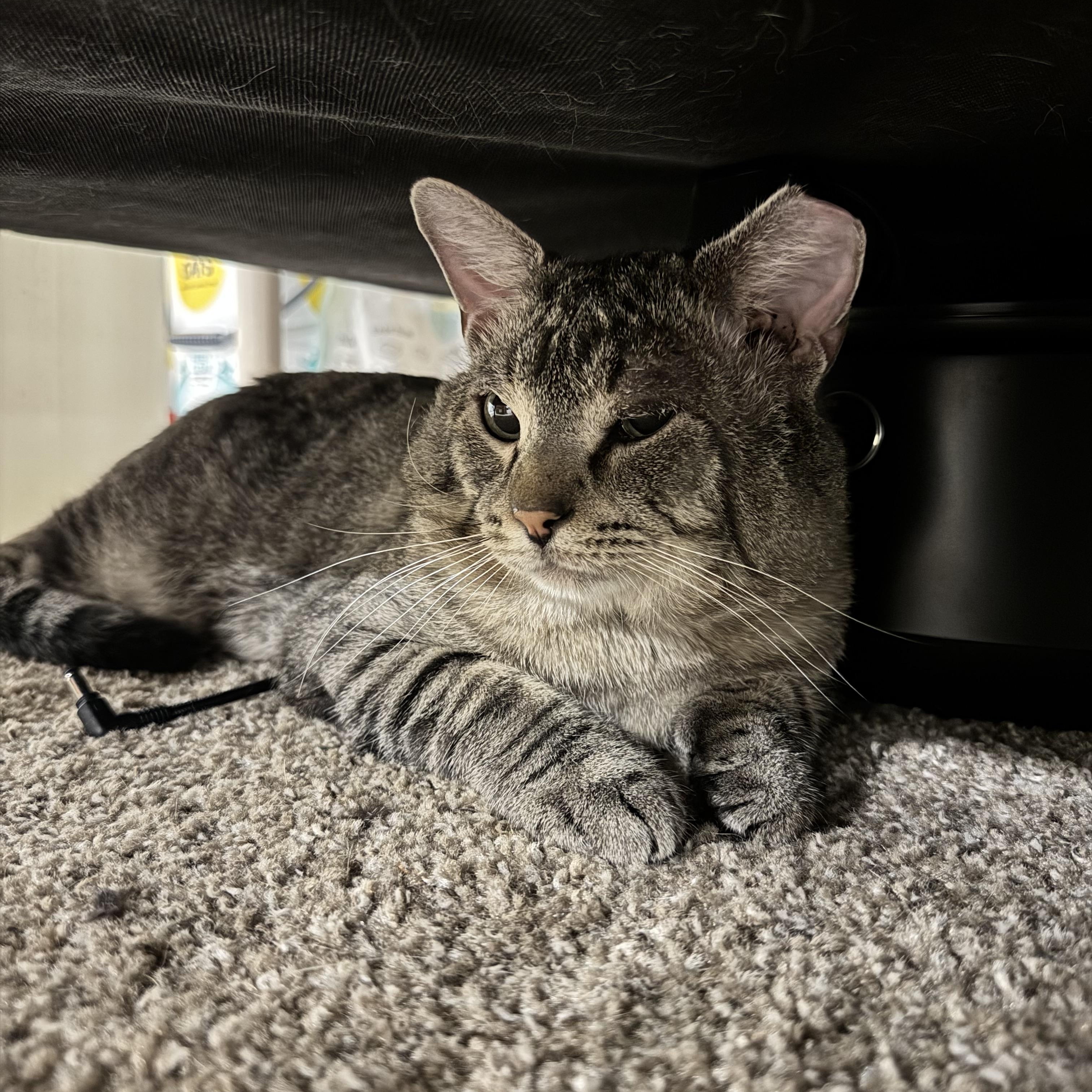 Rocco, Adoptable, Adult Male Domestic Short Hair.