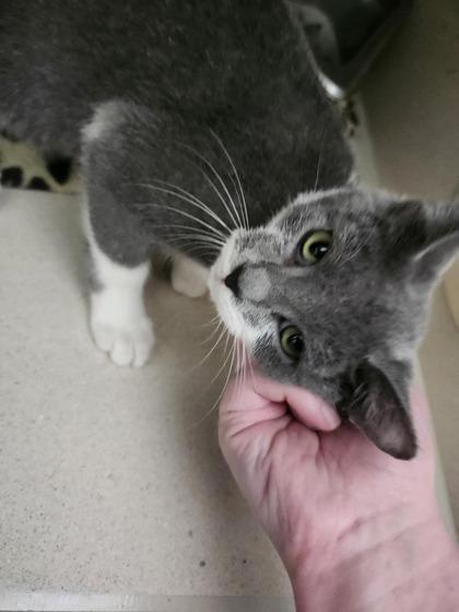 Enlarge Wisteria, a Adoptable mixed breed in Columbus, IN image 1/1