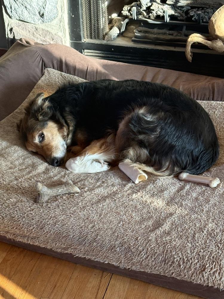 Enlarge 1084 Mr. Mayhem, a Adoptable Australian Shepherd in Muskegon, MI image 3/5