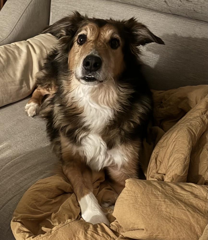 Enlarge 1084 Mr. Mayhem, a Adoptable Australian Shepherd in Muskegon, MI image 1/5