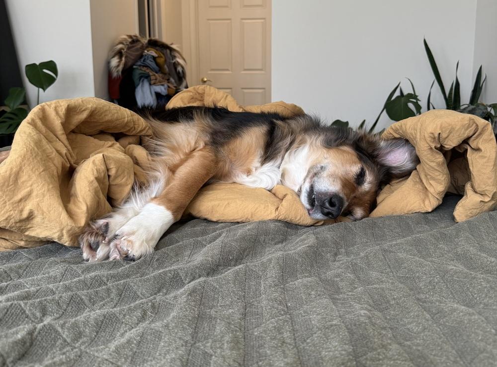 Enlarge 1084 Mr. Mayhem, a Adoptable Australian Shepherd in Muskegon, MI image 4/5