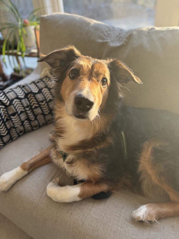 Enlarge 1084 Mr. Mayhem, a Adoptable Australian Shepherd in Muskegon, MI image 5/5