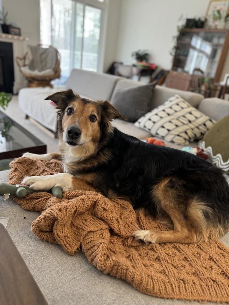 Enlarge 1084 Mr. Mayhem, a Adoptable Australian Shepherd in Muskegon, MI image 2/5