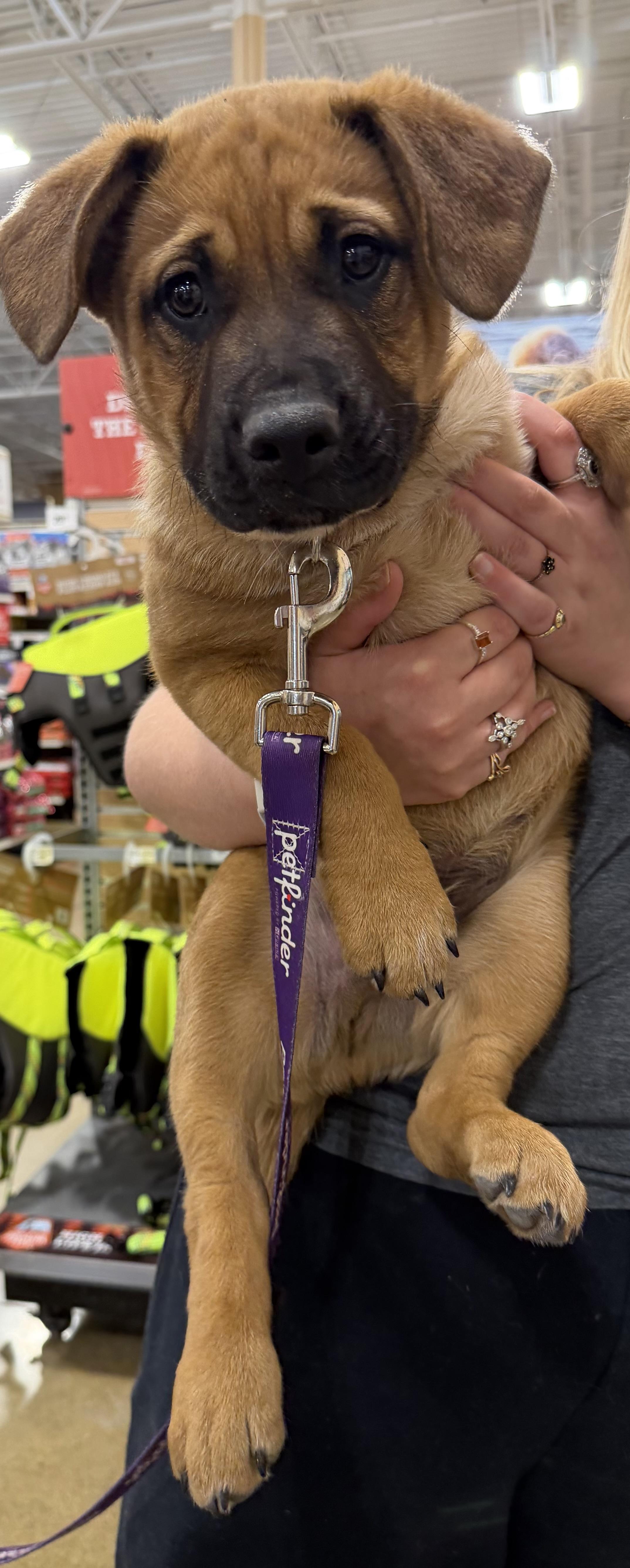 Buckeye, adopted, Puppy Male Mixed Breed & Cattle Dog.