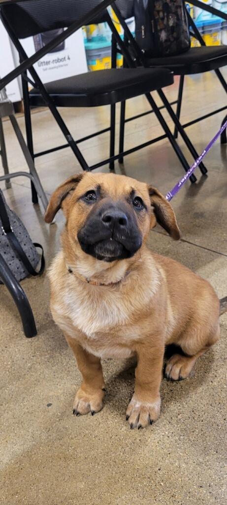 Enlarge Buckeye, an adopted mixed breed in Muncie, IN image 2/3