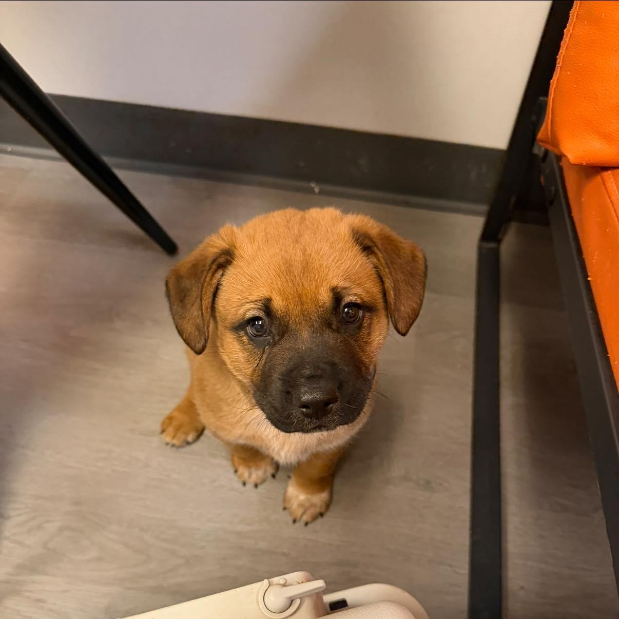 Buckeye, ADOPTABLE, Puppy Male Mixed Breed.