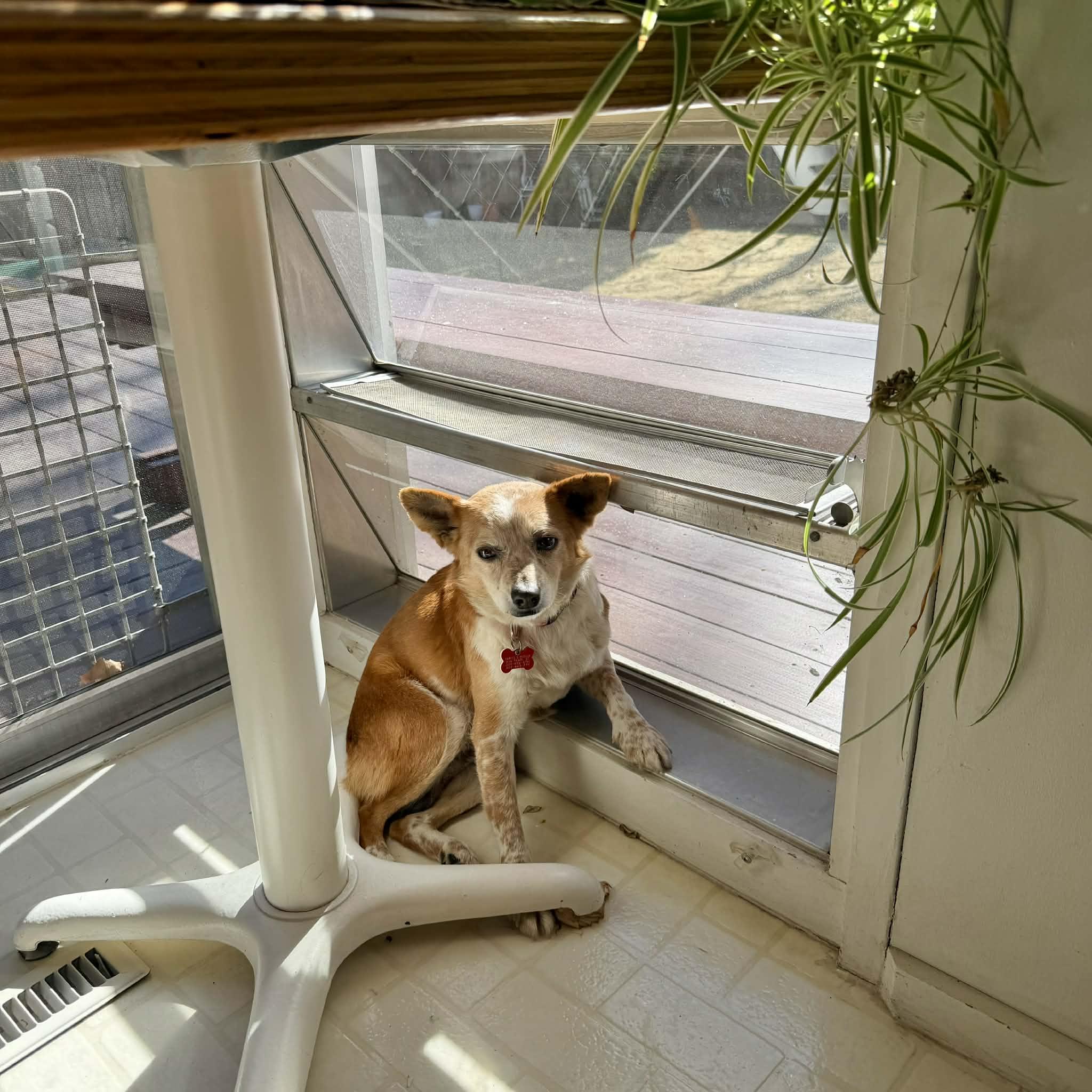 Simon, a ADOPTABLE mixed breed in Boulder, CO image 2/6