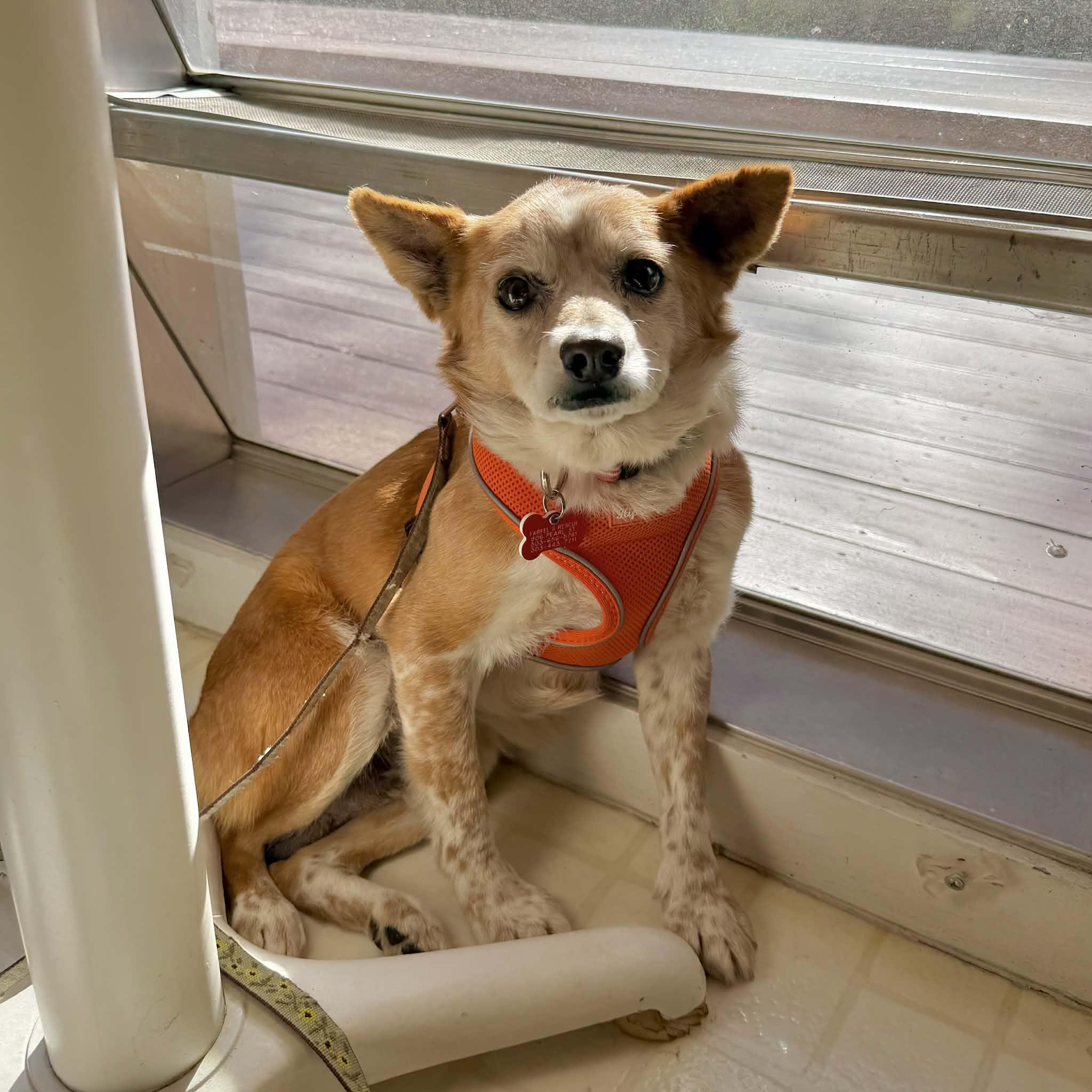 Simon, a ADOPTABLE mixed breed in Boulder, CO image 1/6