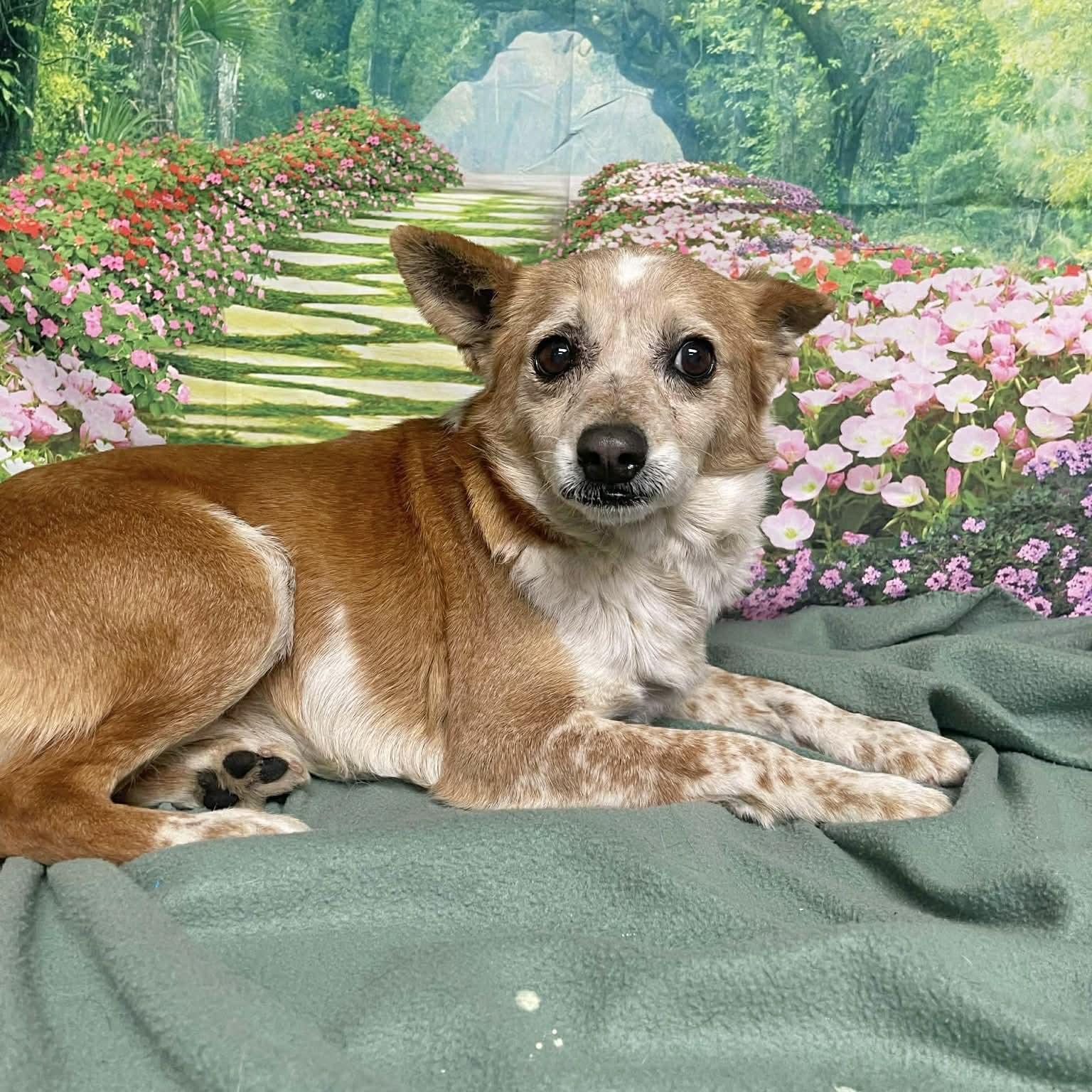 Simon, a ADOPTABLE mixed breed in Boulder, CO image 3/6