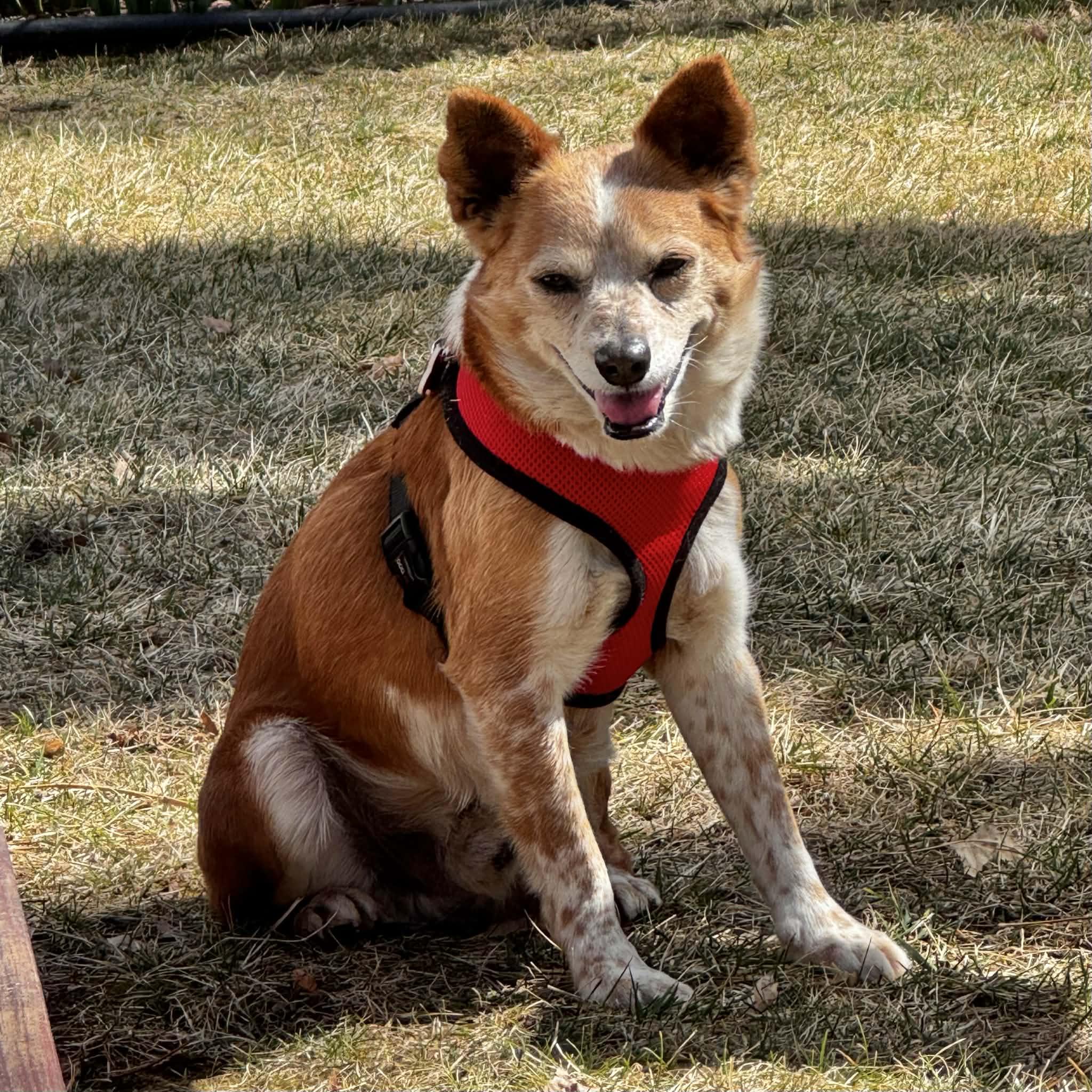 Simon, ADOPTABLE, Senior Male Chihuahua & Corgi.