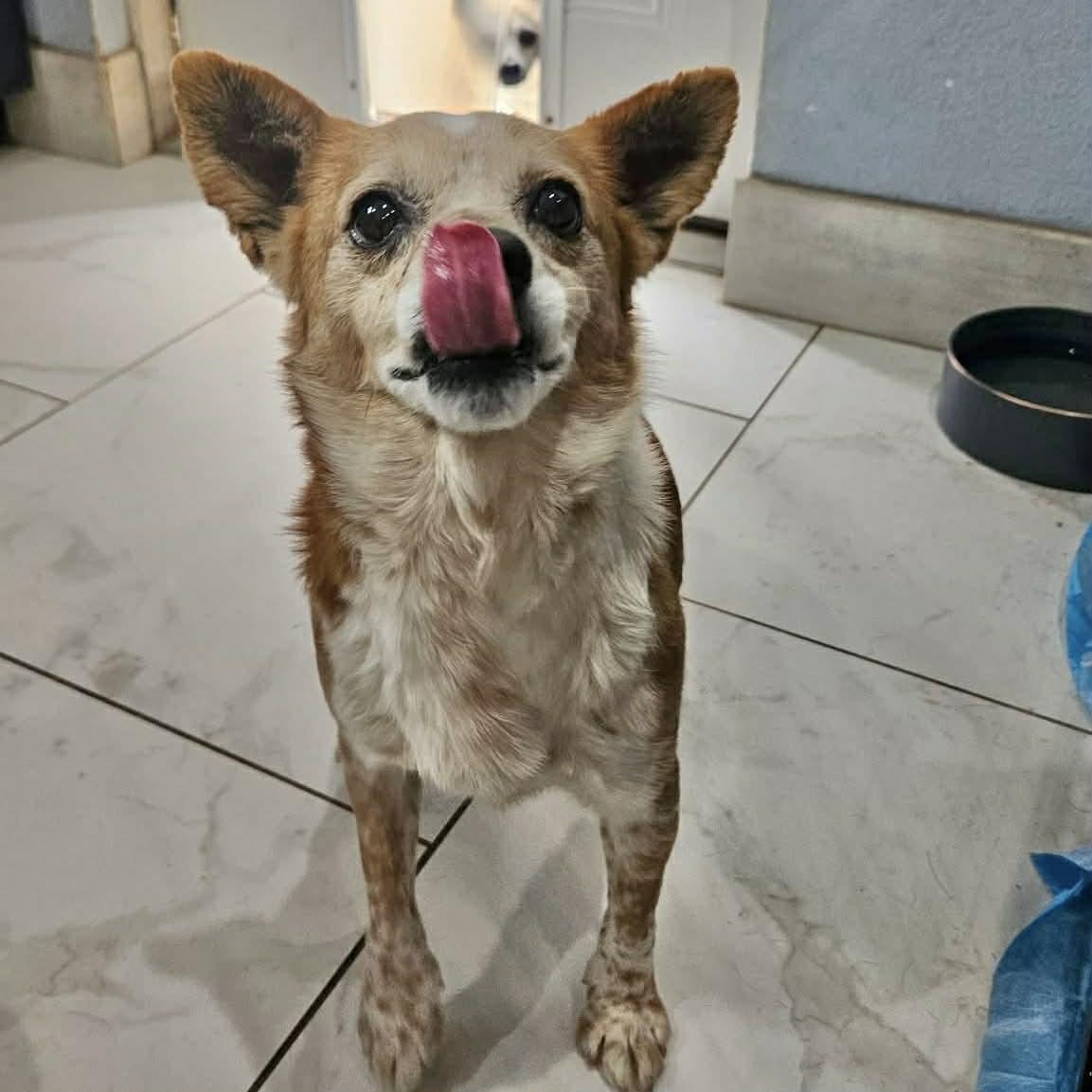 Simon, a ADOPTABLE mixed breed in Boulder, CO image 6/6