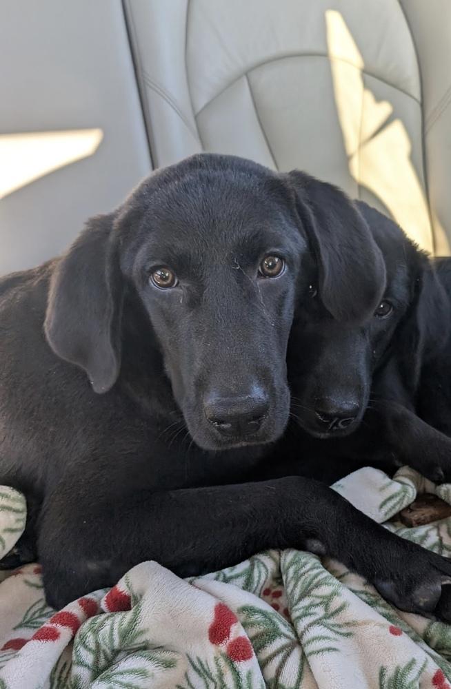 Abdelkader / Johnny, Adoptable, Young Male Labrador Retriever.