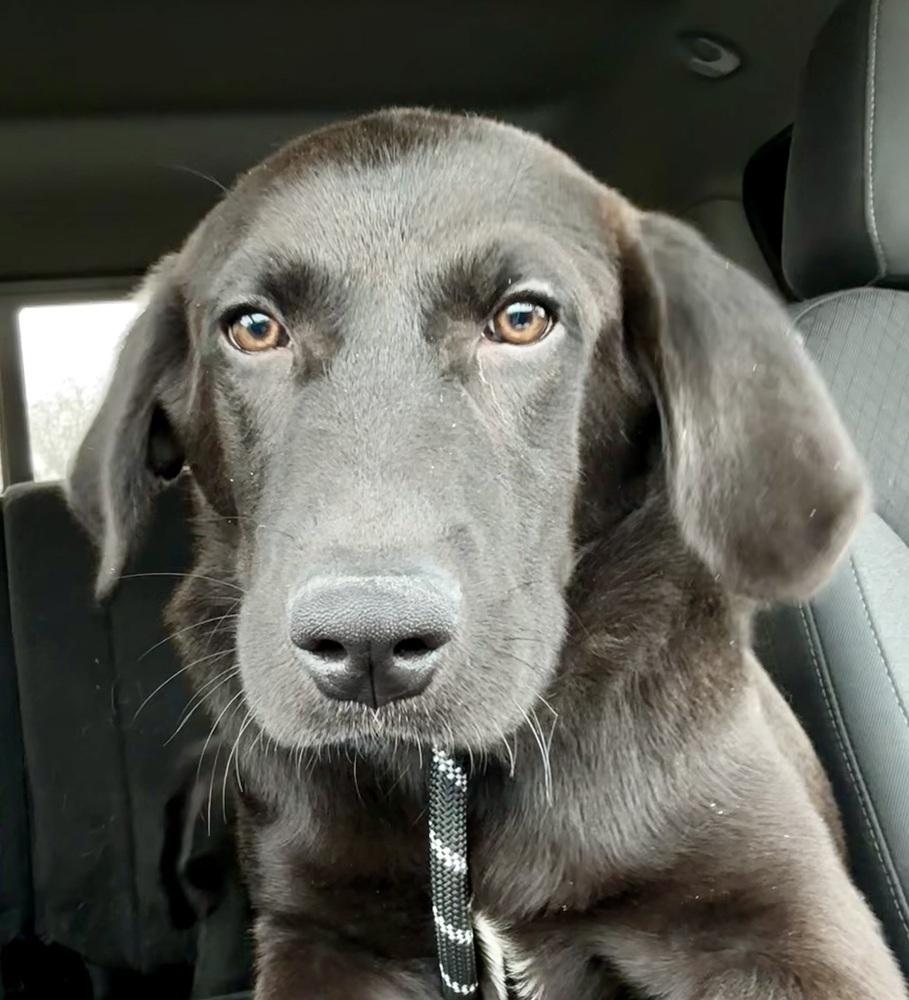 Enlarge Abdelkader / Johnny, a Adoptable mixed breed in Broomfield, CO image 3/6