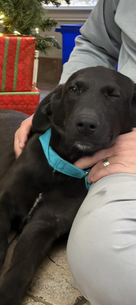 Enlarge Abdelkader / Johnny, a Adoptable mixed breed in Broomfield, CO image 4/6