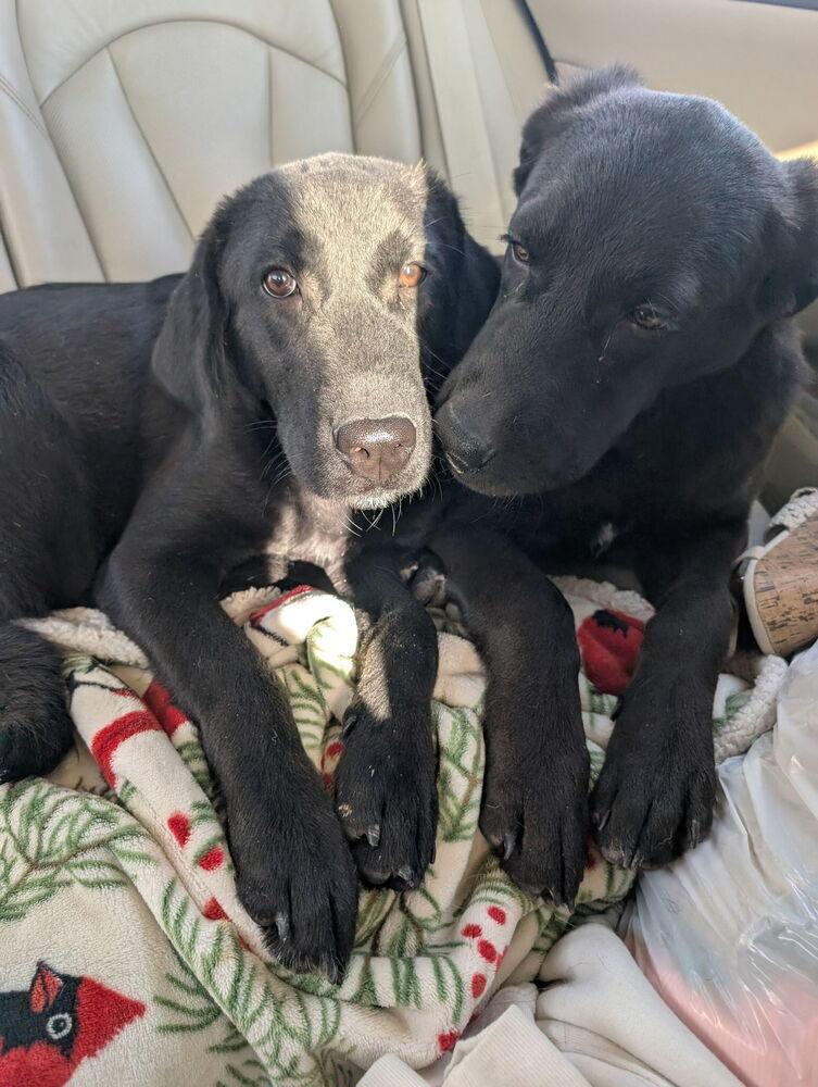 Enlarge Abdelkader / Johnny, a Adoptable mixed breed in Broomfield, CO image 5/6
