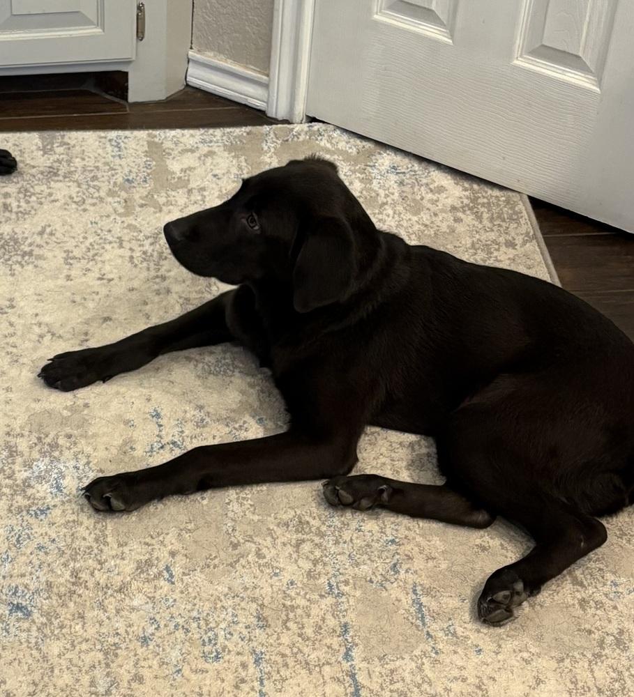 Enlarge Abdelkader / Johnny, a Adoptable mixed breed in Broomfield, CO image 6/6